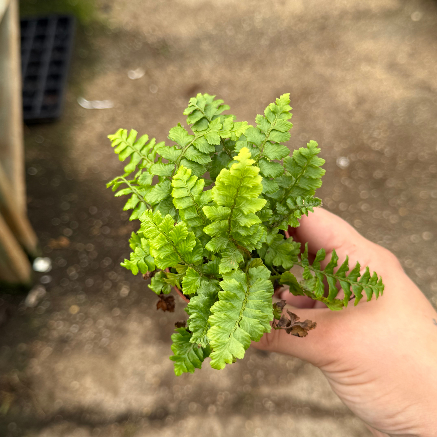 Tassel Fern