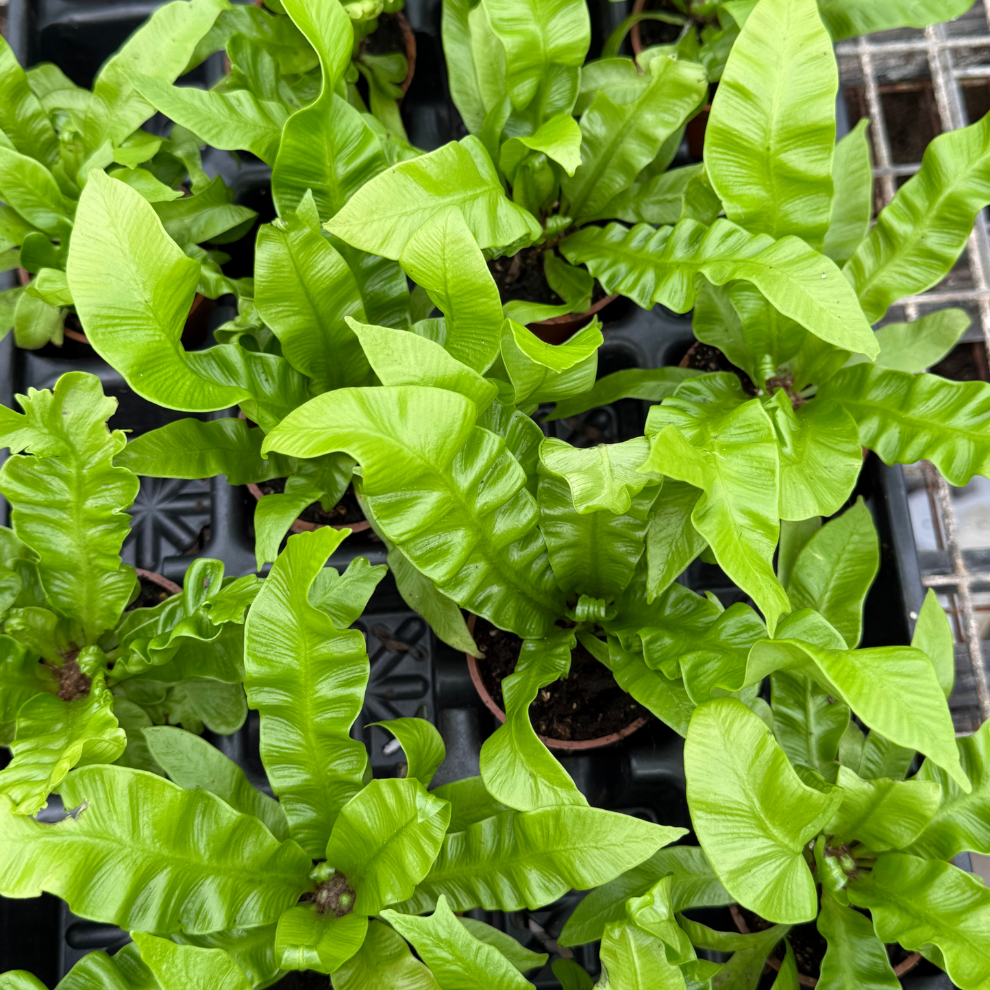 Crispy Wave Fern