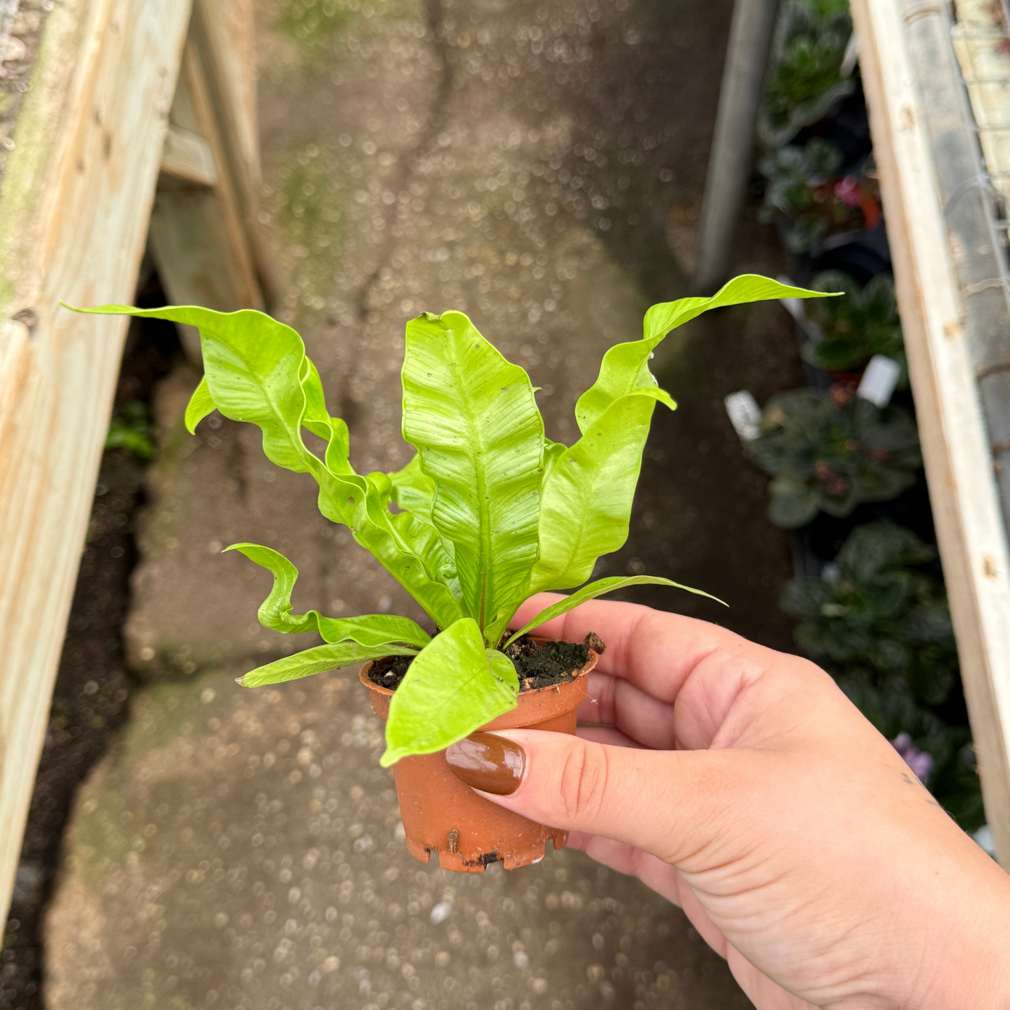 Crispy Wave Fern