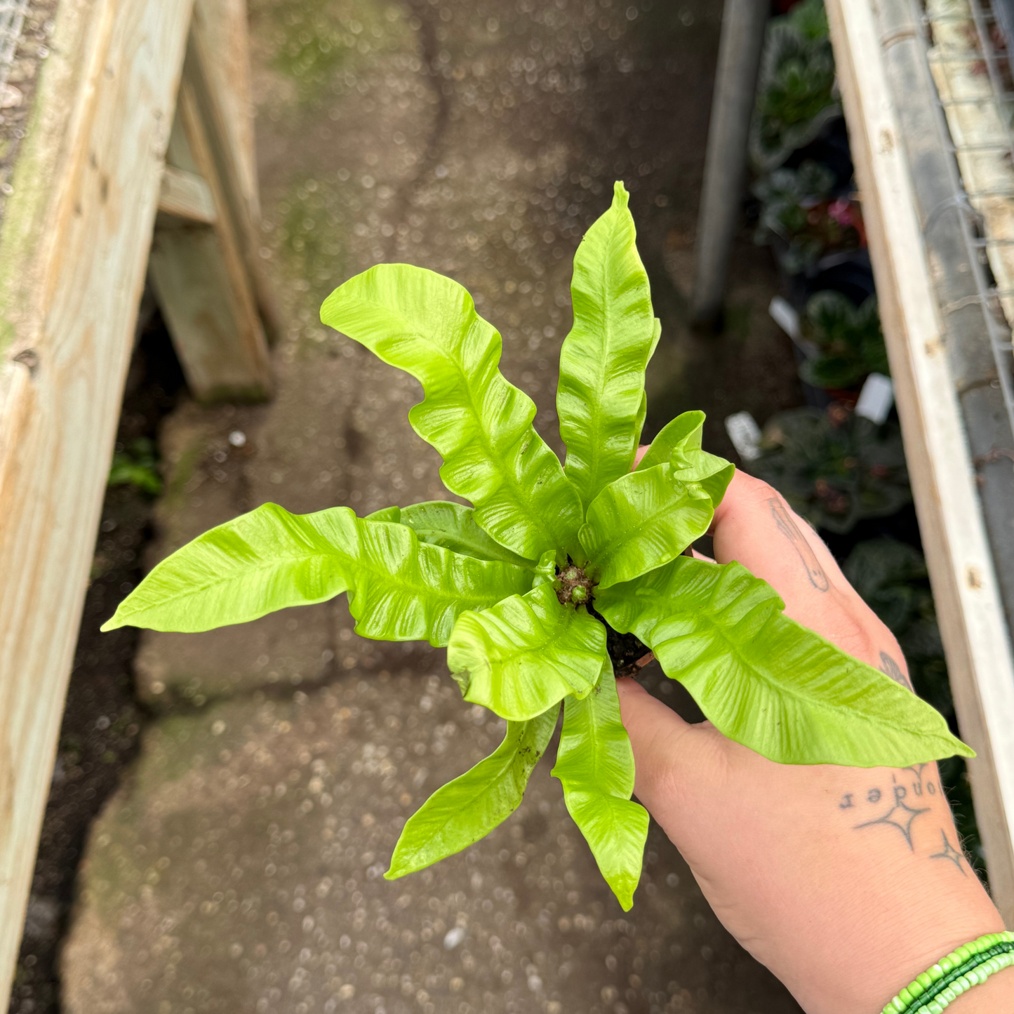 Crispy Wave Fern