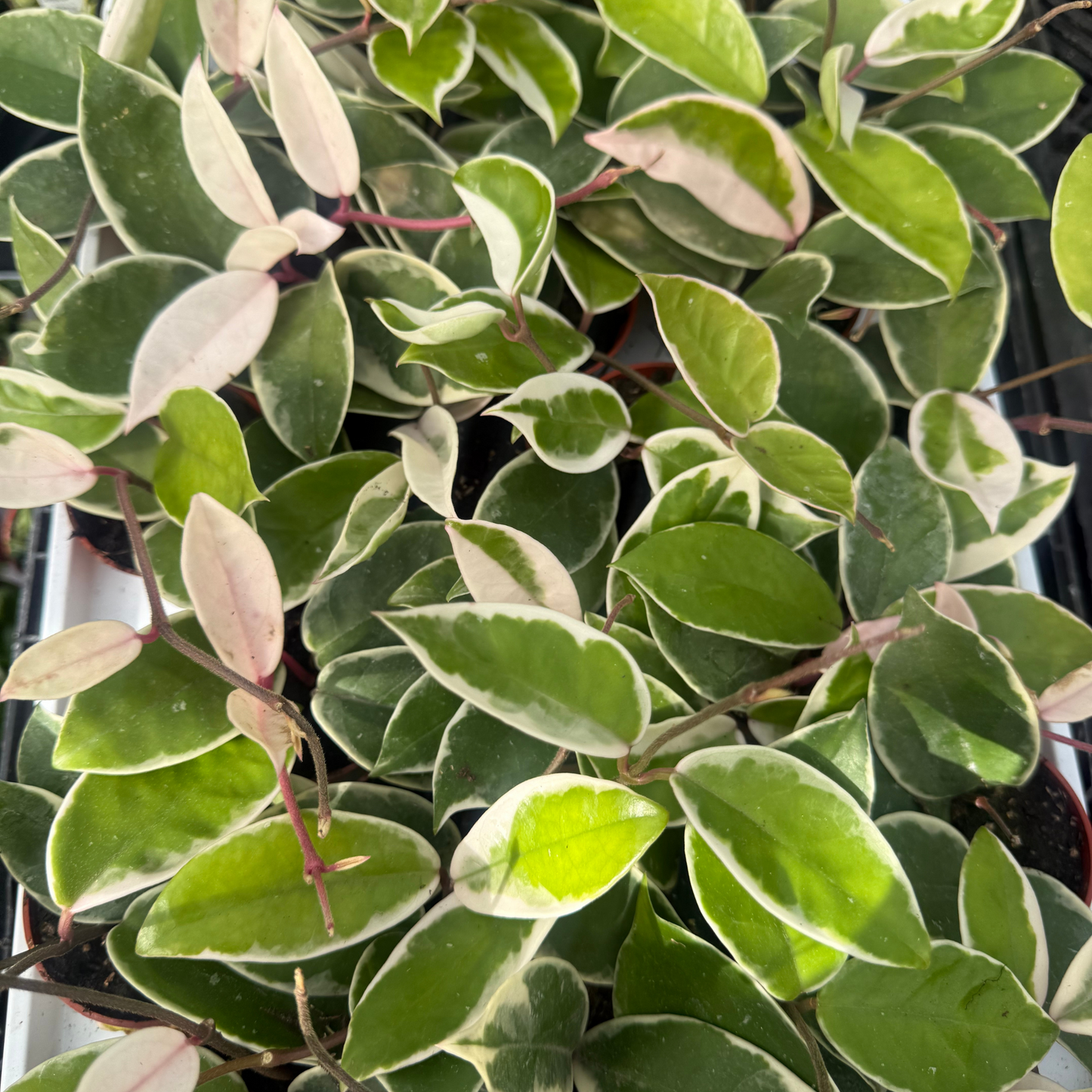 Hoya carnosa 'Krimson Queen'