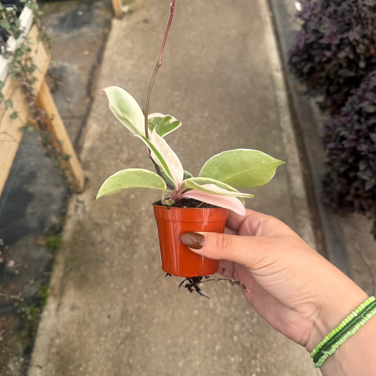 Hoya carnosa 'Krimson Queen'