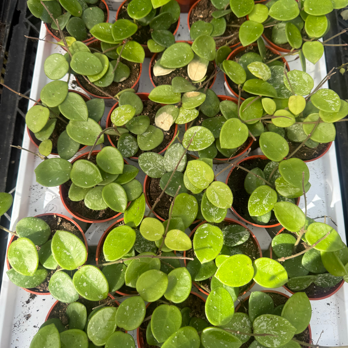 Hoya mathilde 'Splash'