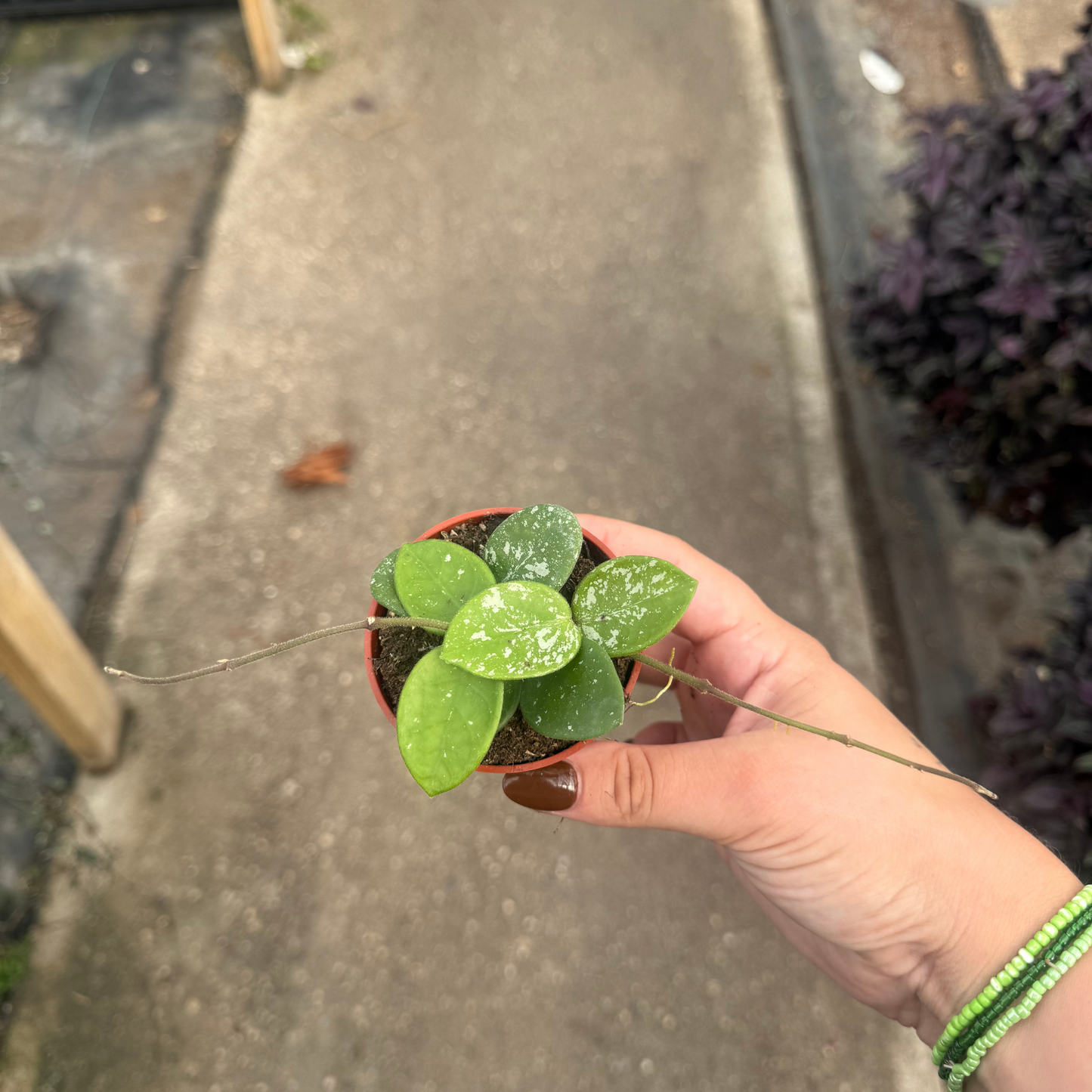 Hoya mathilde 'Splash'