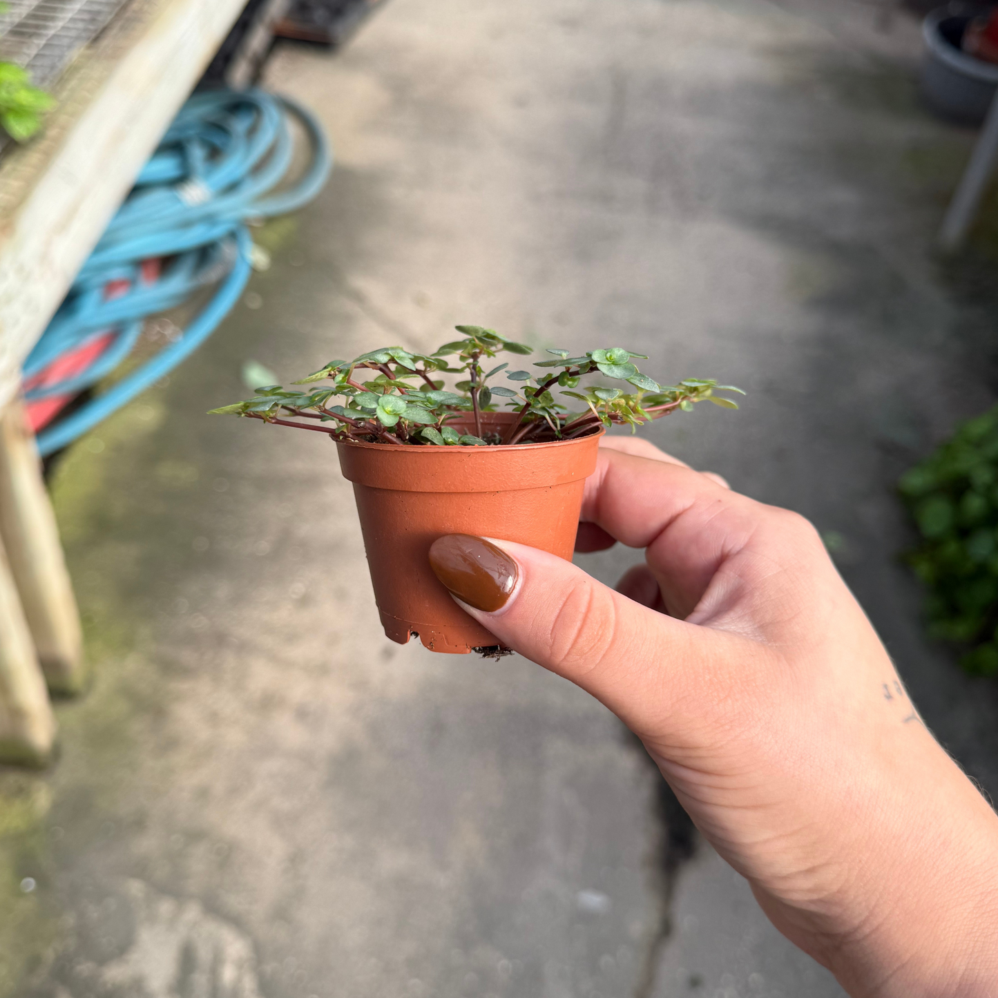 Pilea aquamarine
