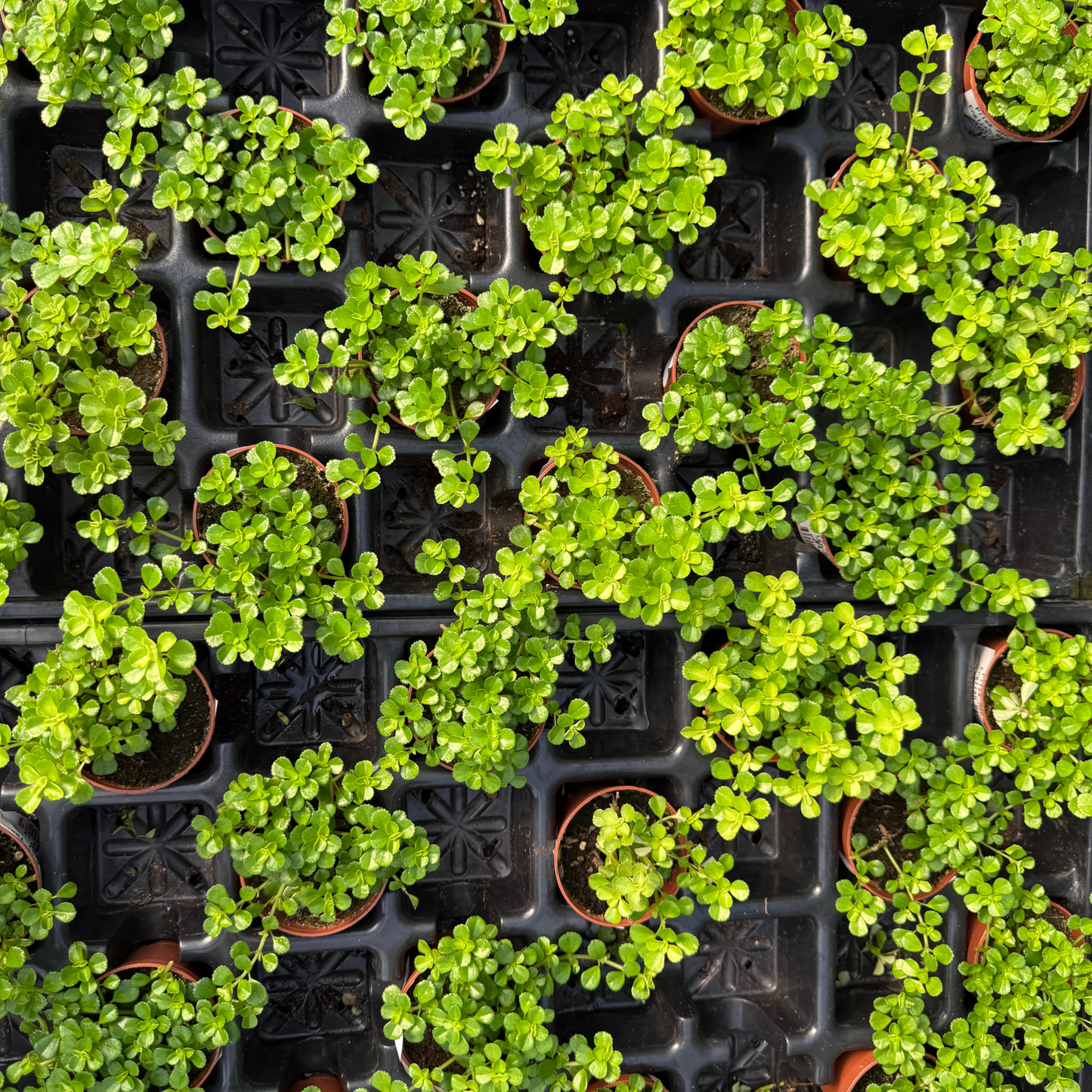 Pilea depressa 'English Baby Tears'