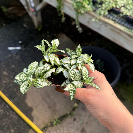 Fittonia verschaffeltii 'Lovers'