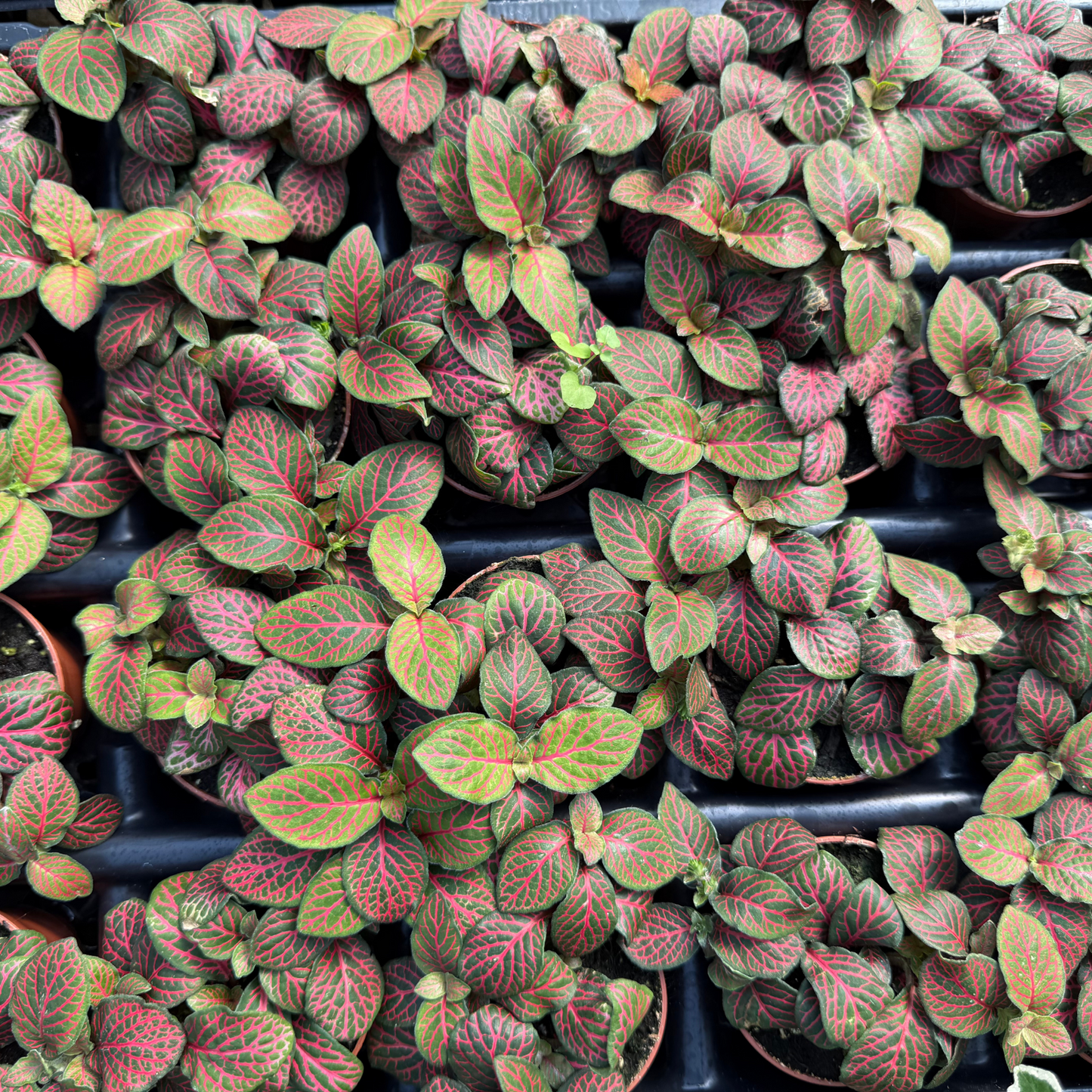 Fittonia albivenis 'Red'