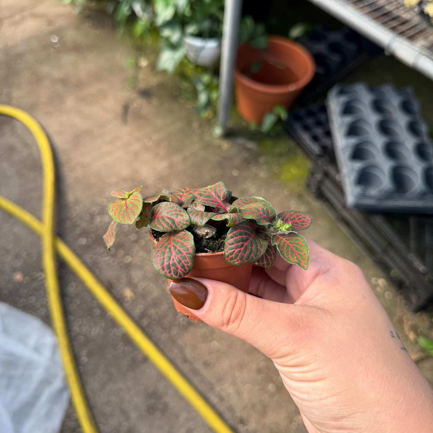 Fittonia albivenis 'Red'