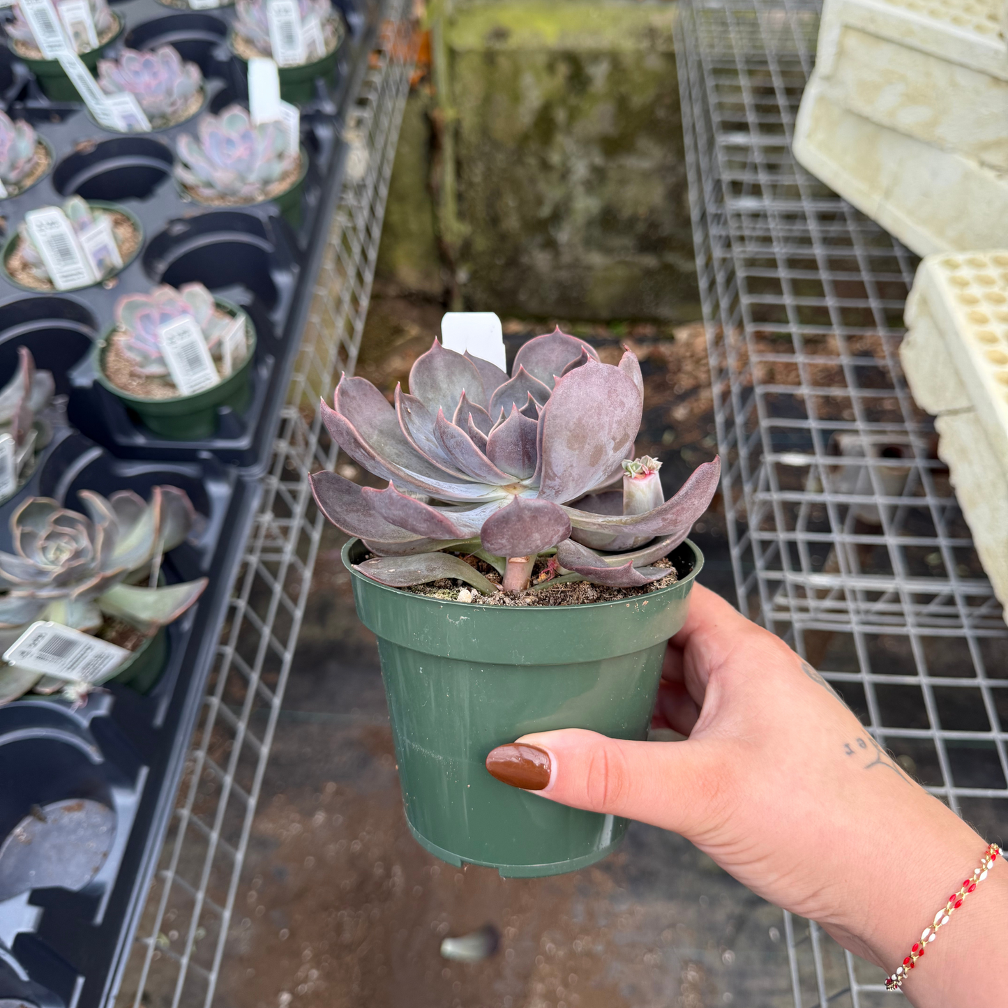 Echeveria 'Marrom'
