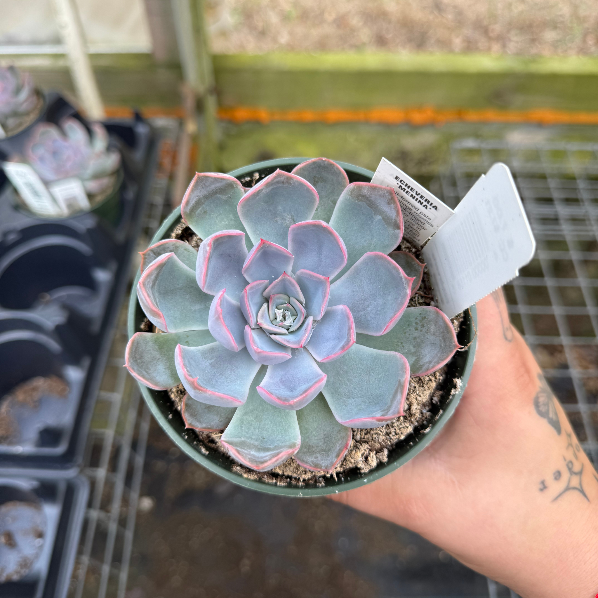 succulent with pink edges Echeveria 'Menia' – Fantastic Gardens