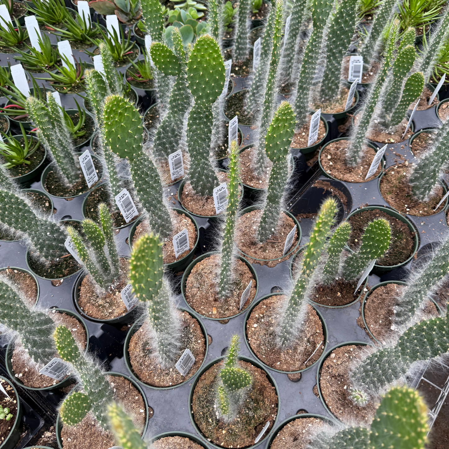 Opuntia Old Man Cactus