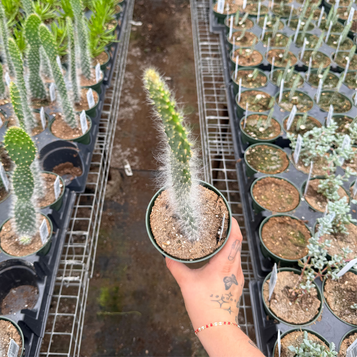 Opuntia Old Man Cactus