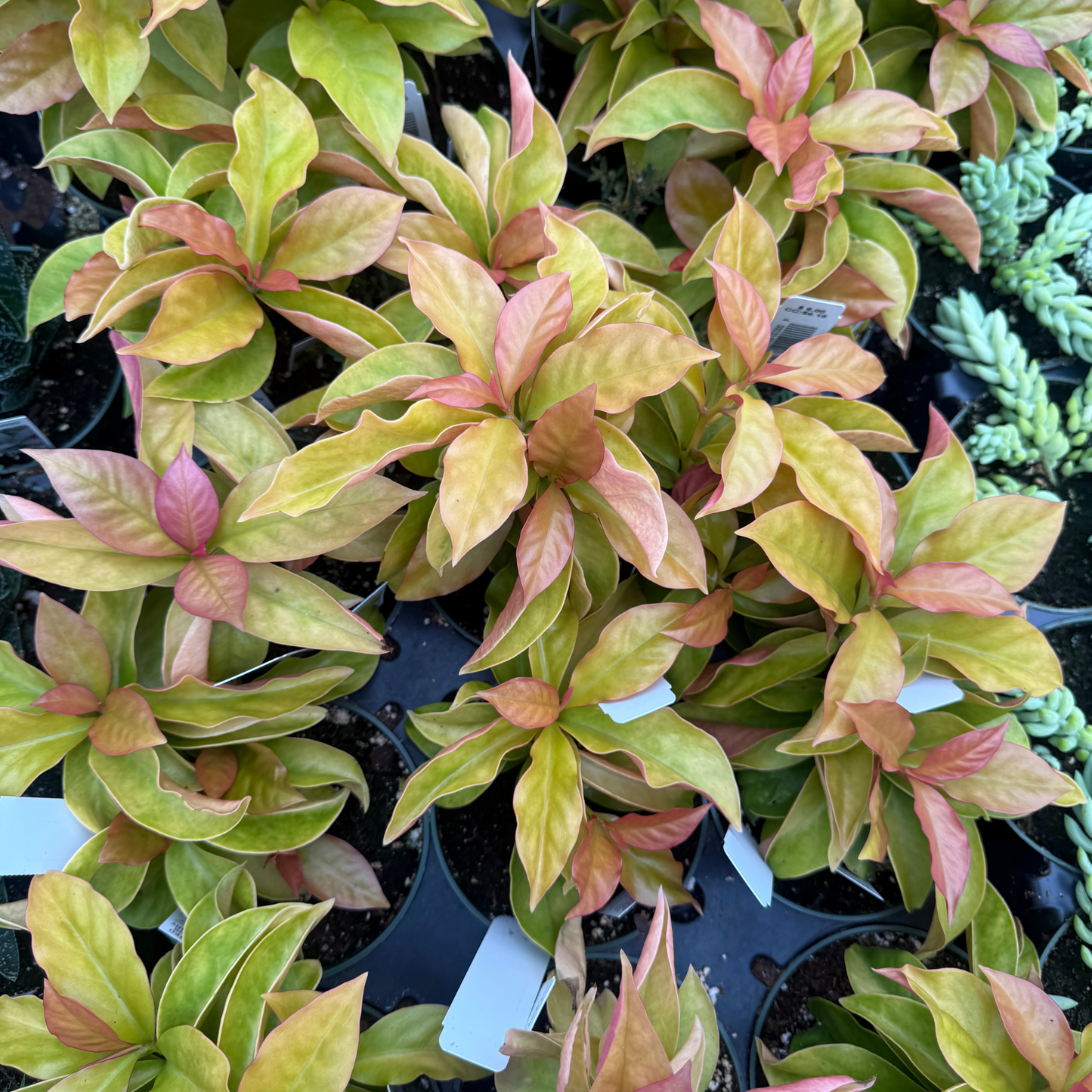 Pereskia aculeata variegata 'Godseffiana'