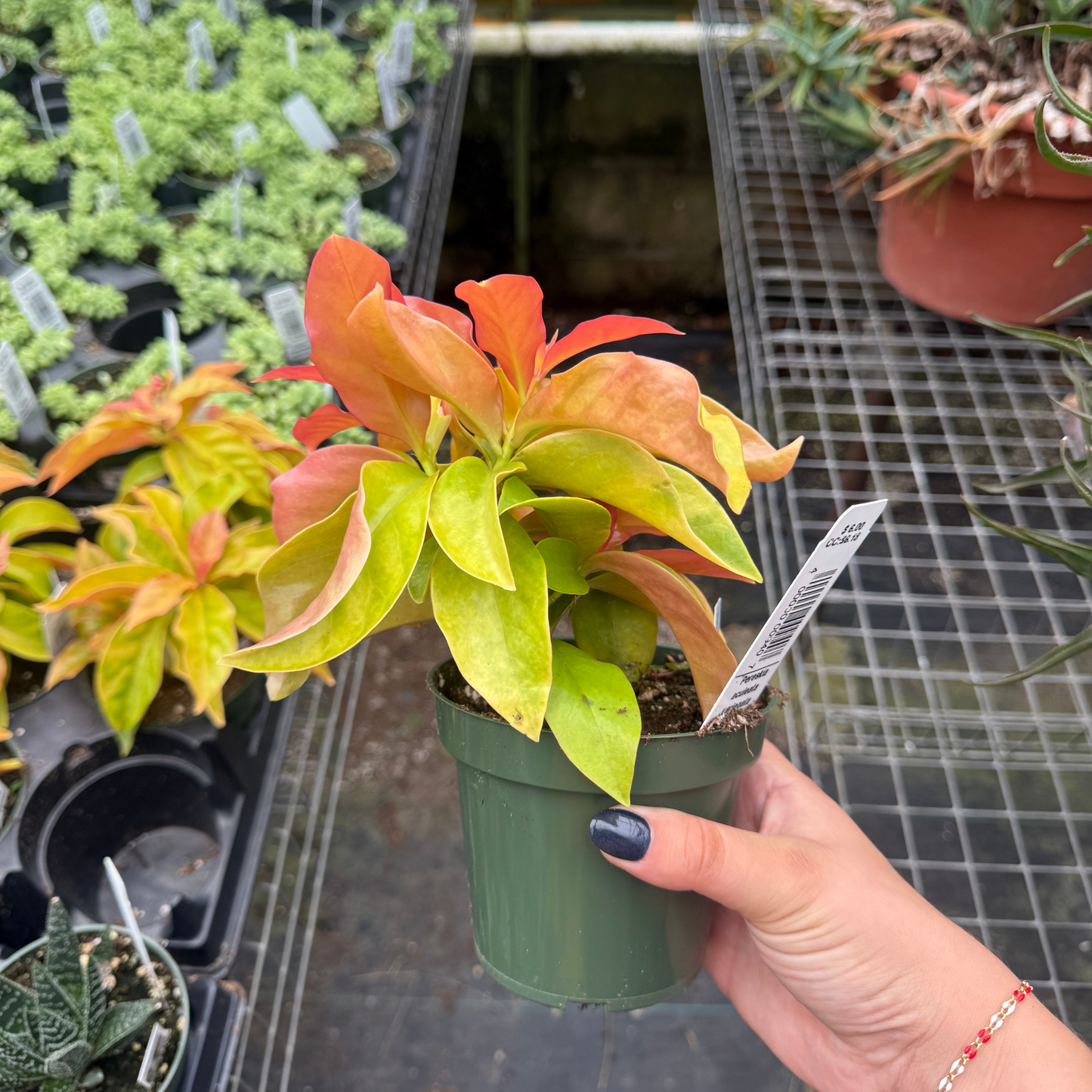 Pereskia aculeata variegata 'Godseffiana'