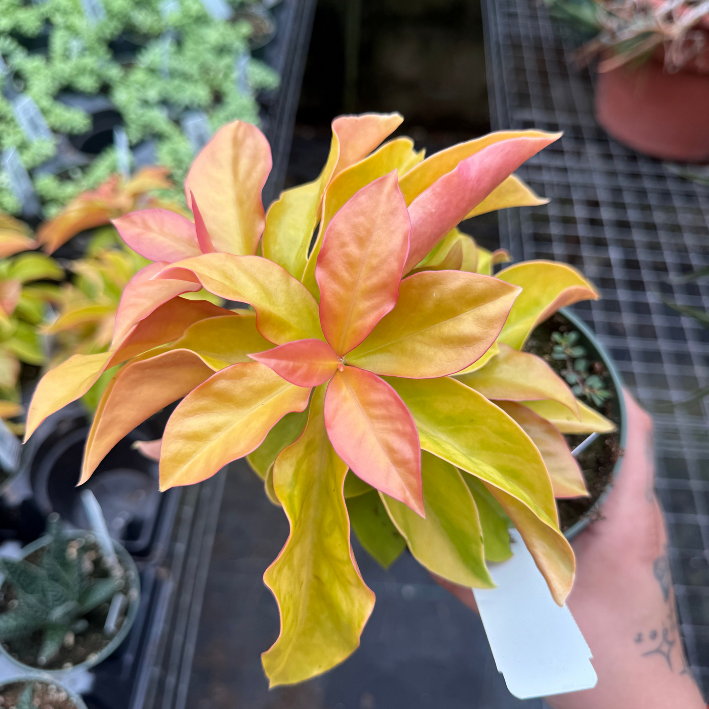 Pereskia aculeata variegata 'Godseffiana'