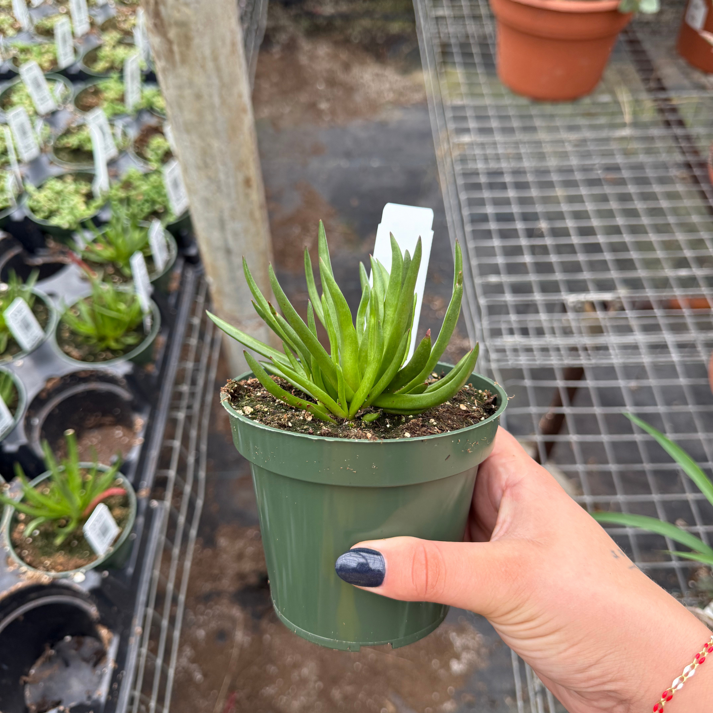 Crassula nudicaulis 'Devil's Horn'