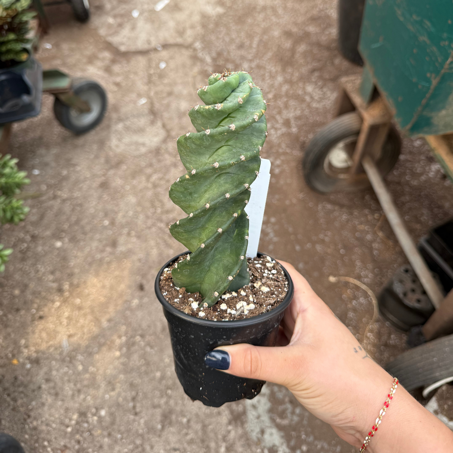 Cereus forbesii 'Spiralis Cactus'