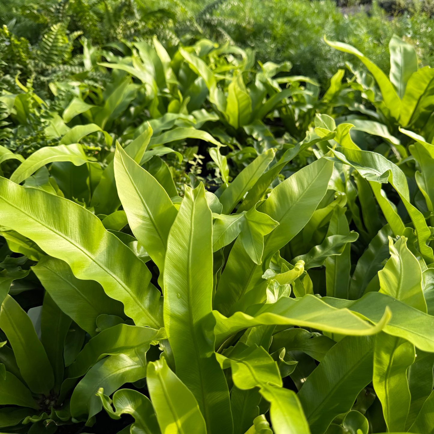 Japanese Bird Nest Fern