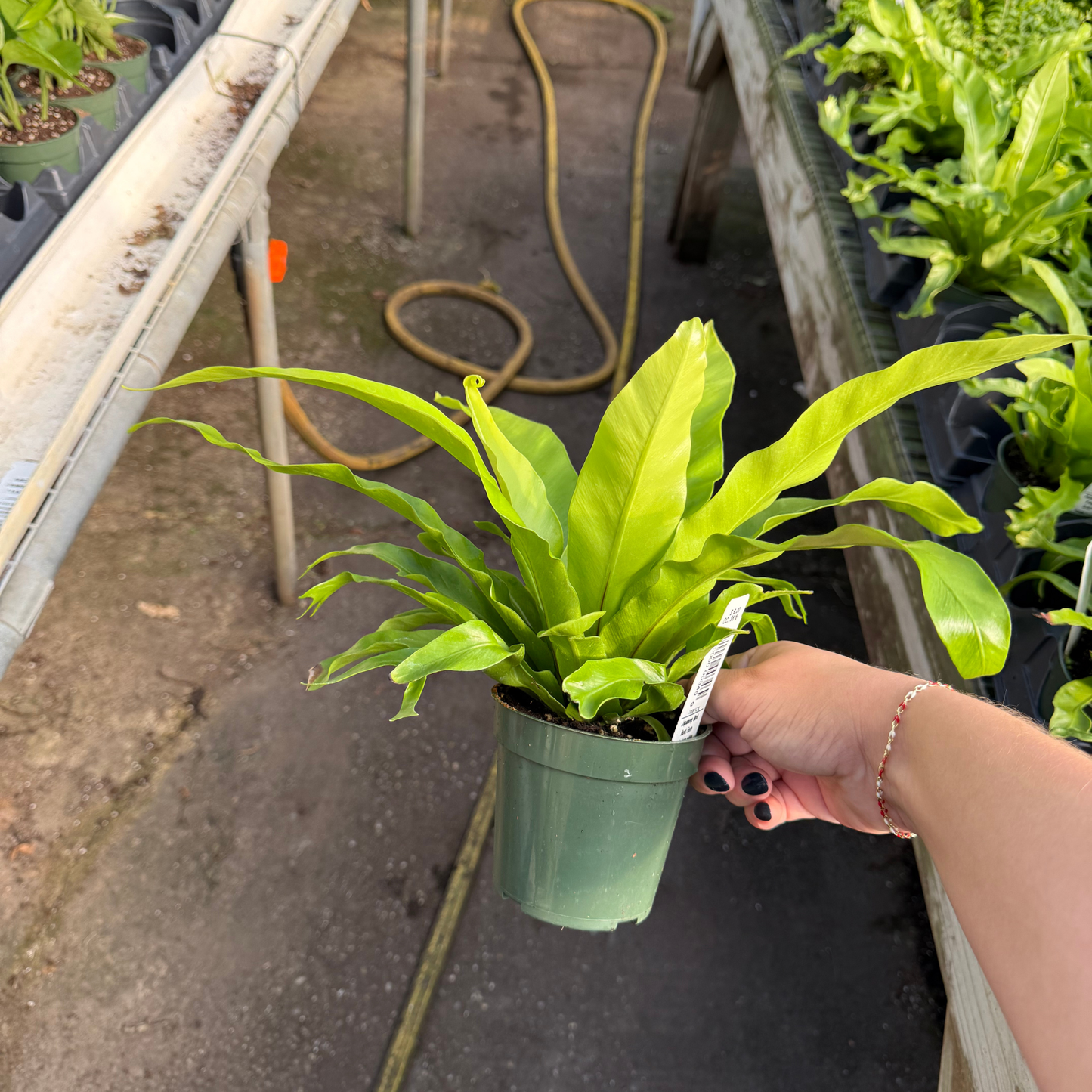Japanese Bird Nest Fern