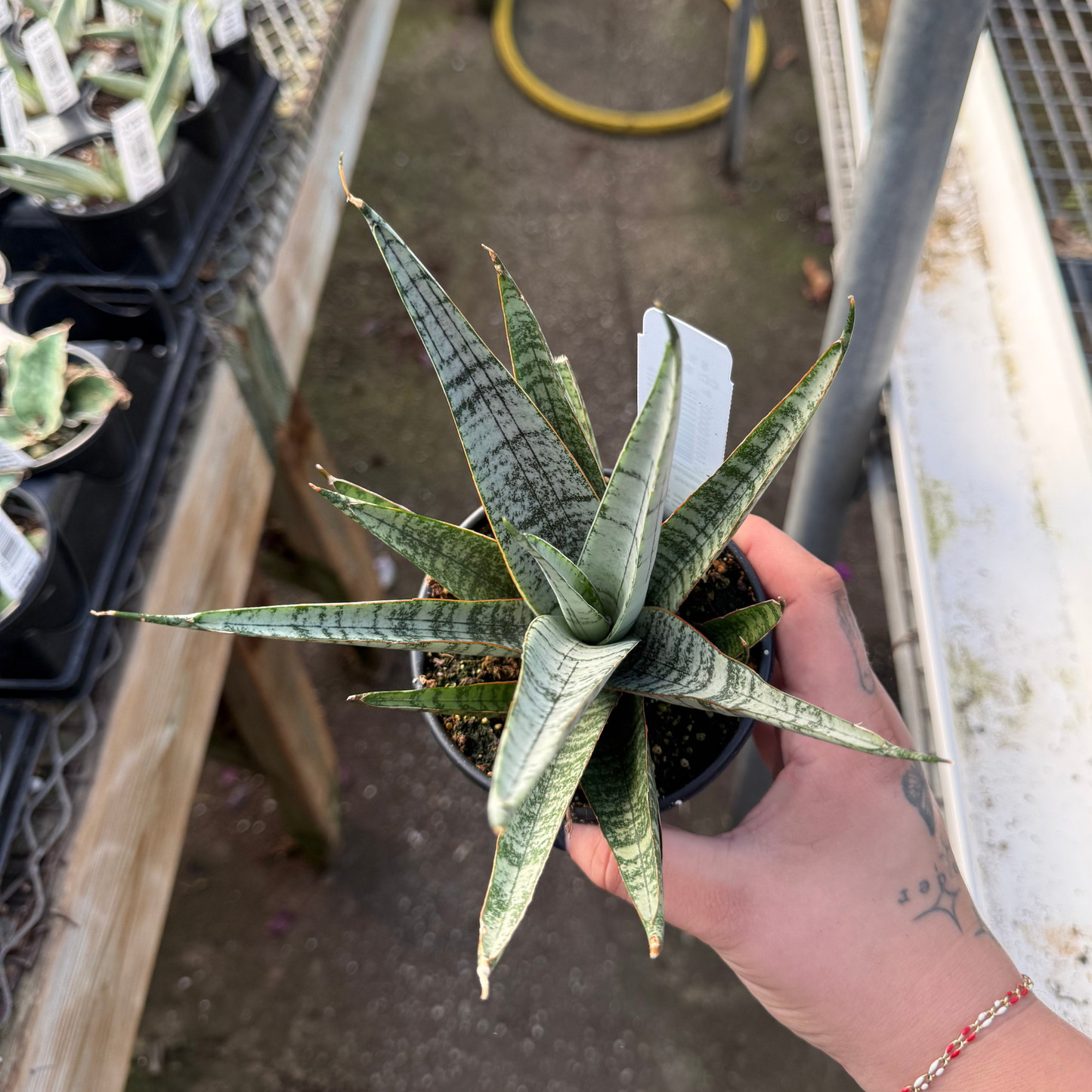Sansevieria 'Silver Wave'