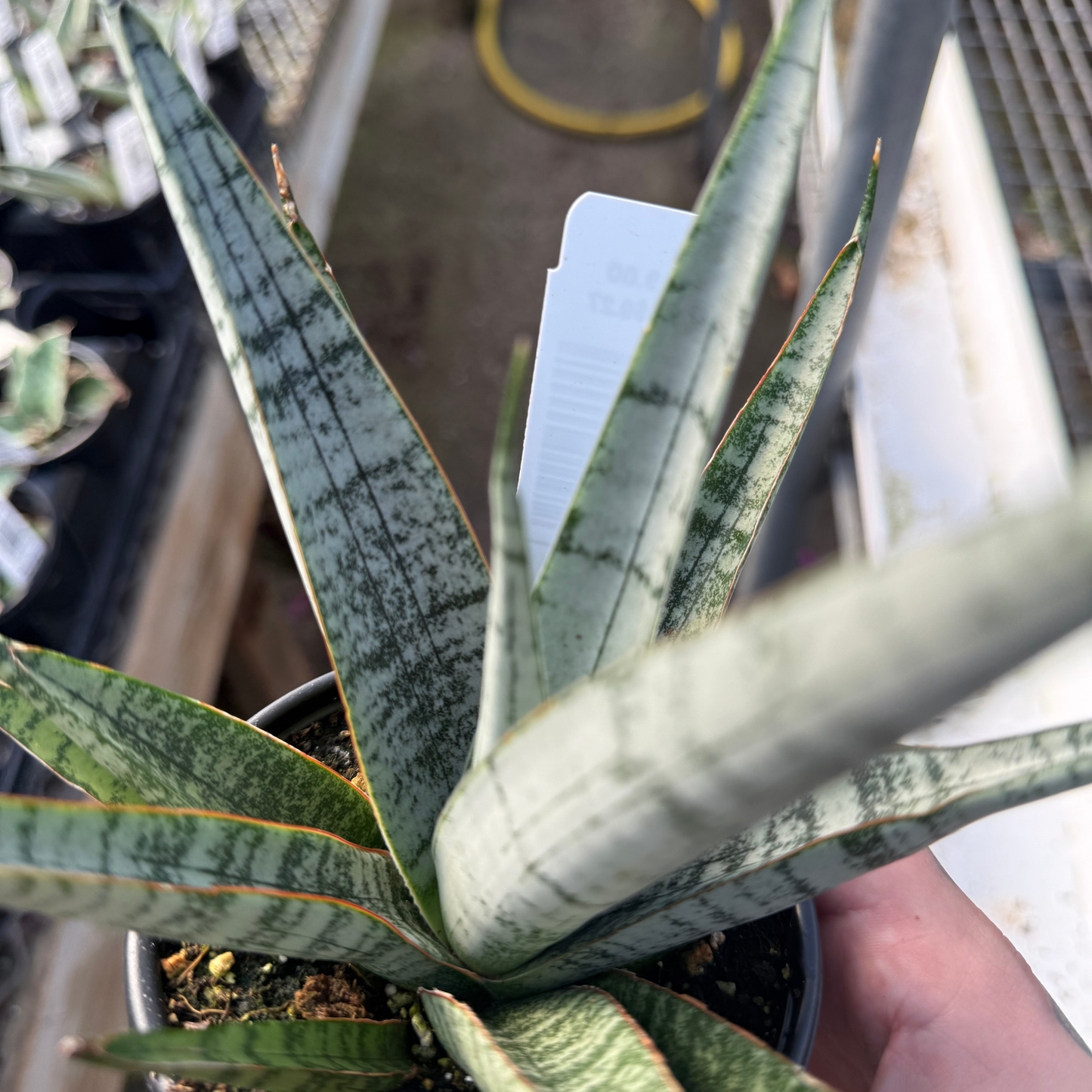 Sansevieria 'Silver Wave'
