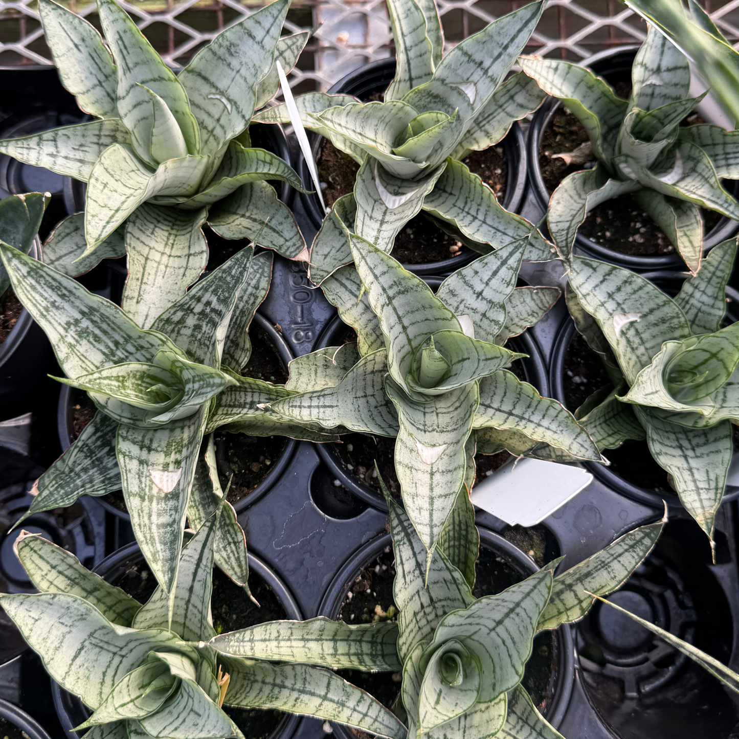 Sansevieria 'White'