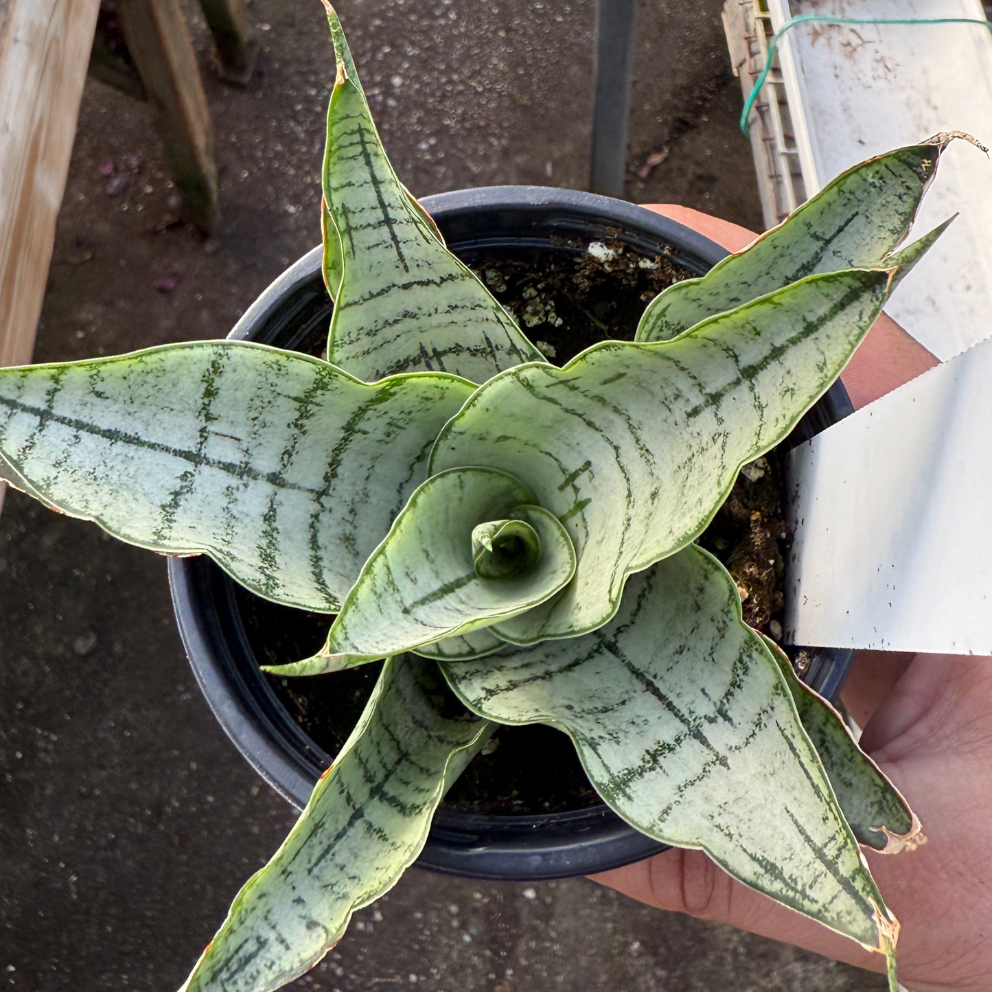 Sansevieria 'White'