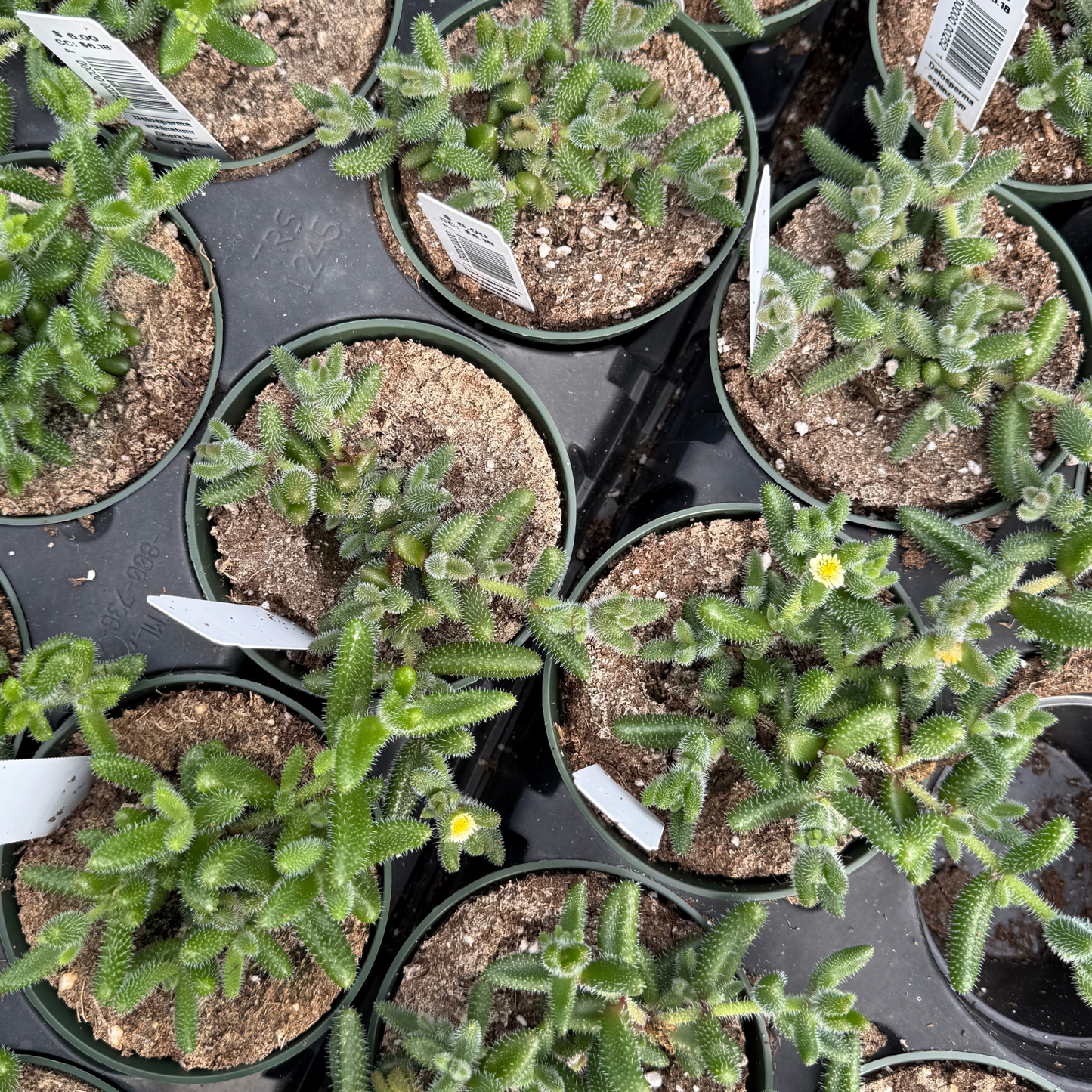 Delosperma echinatum ‘Gherkin’