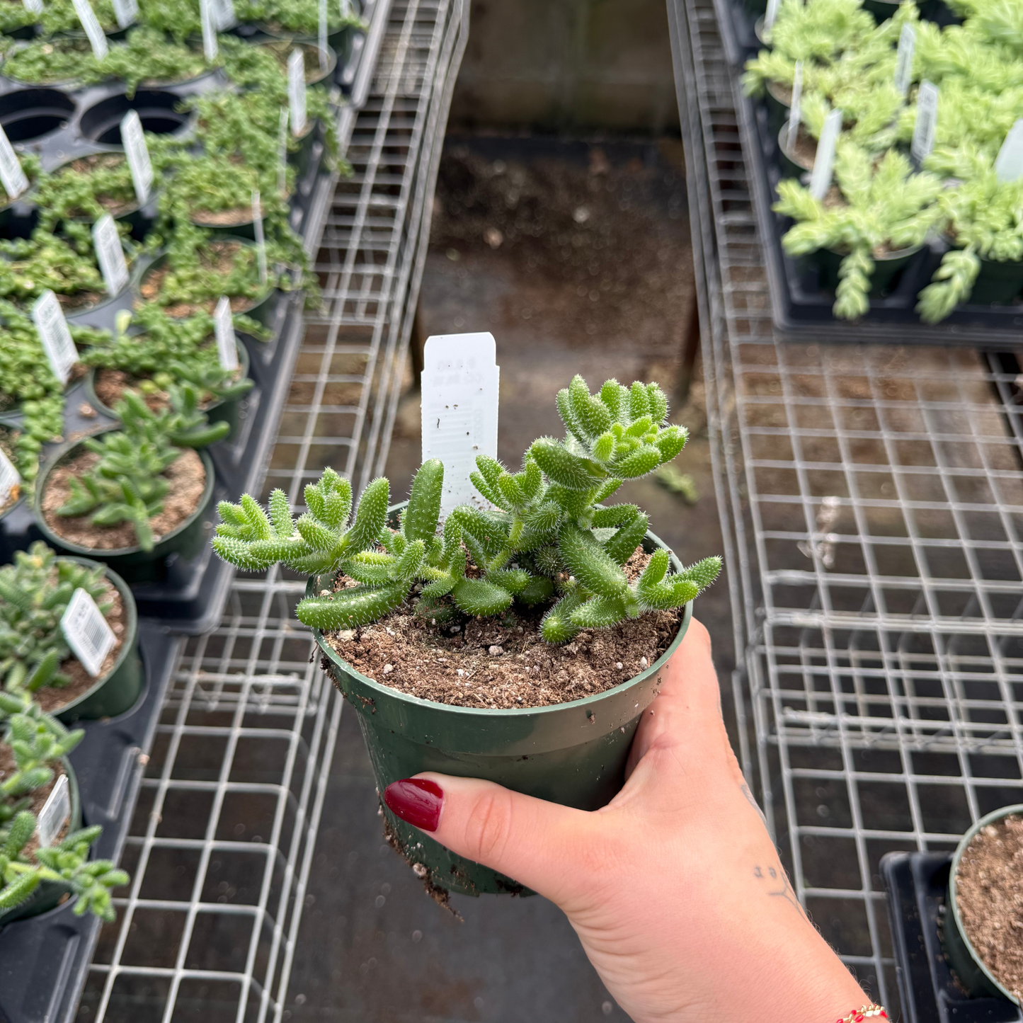 Delosperma echinatum ‘Gherkin’