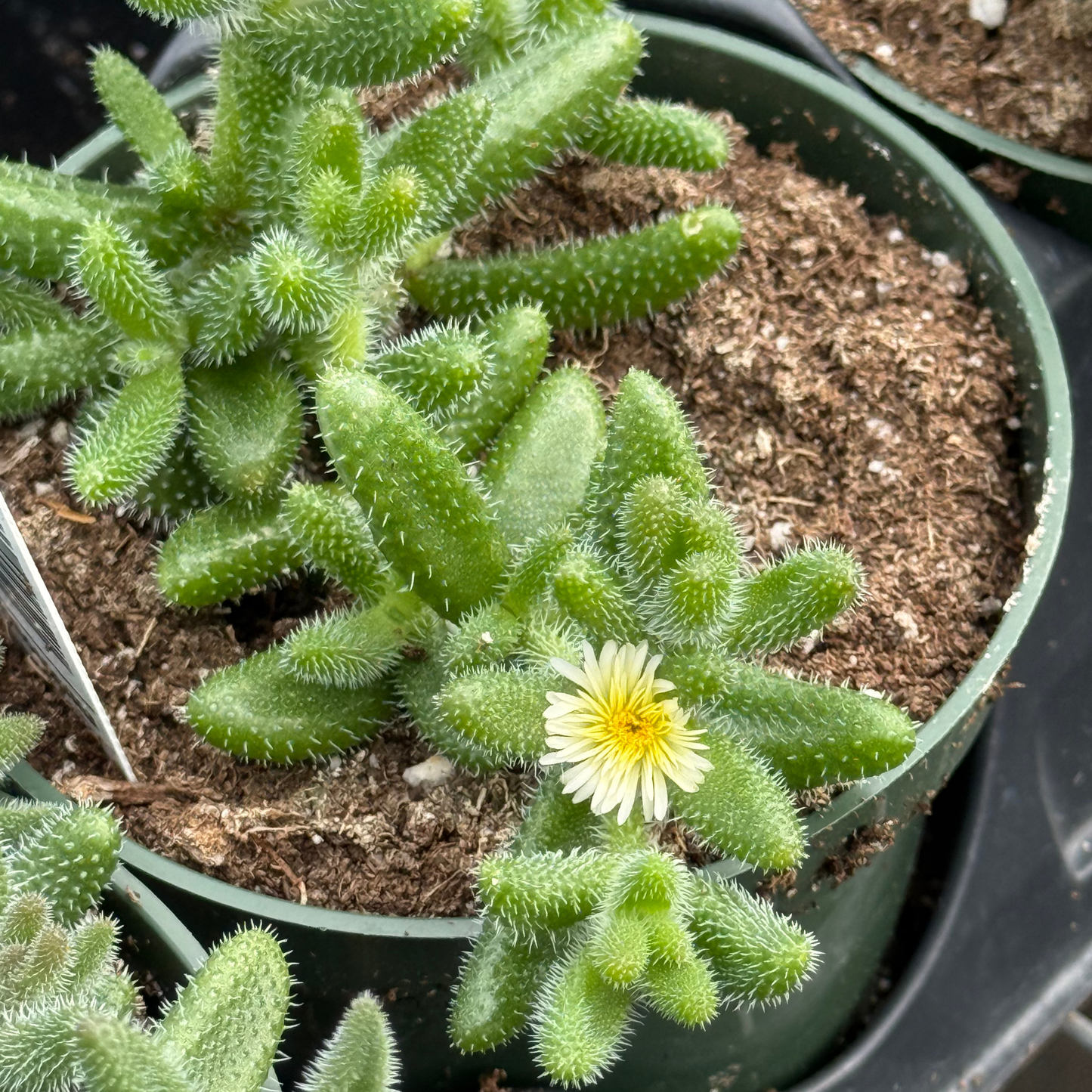 Delosperma echinatum ‘Gherkin’