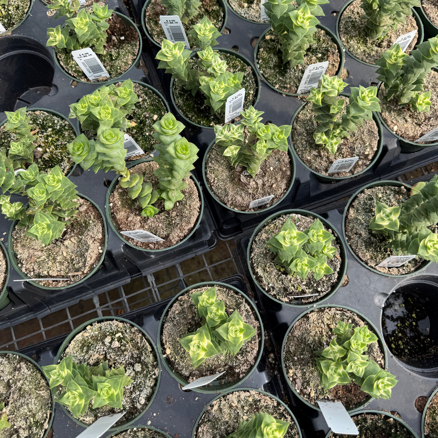 Crassula perforata 'String of Buttons'