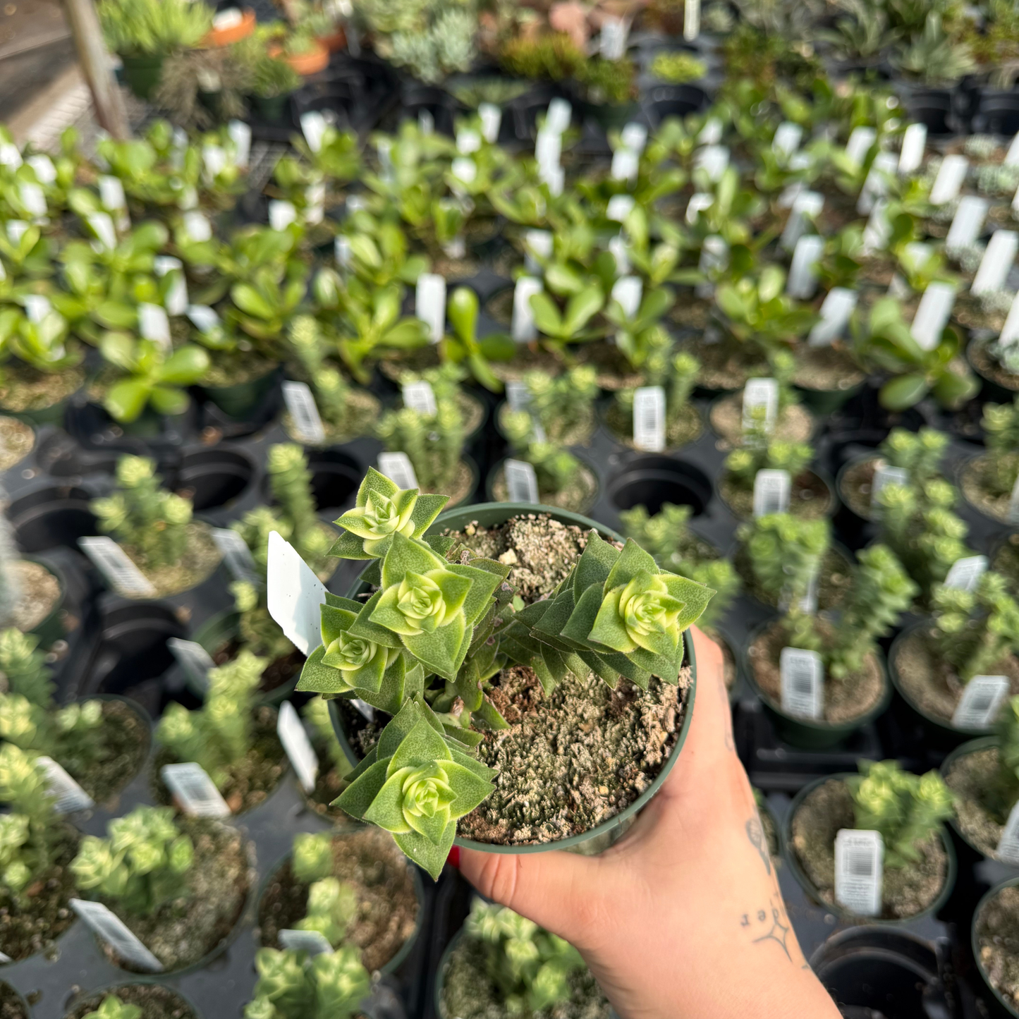 Crassula perforata 'String of Buttons'