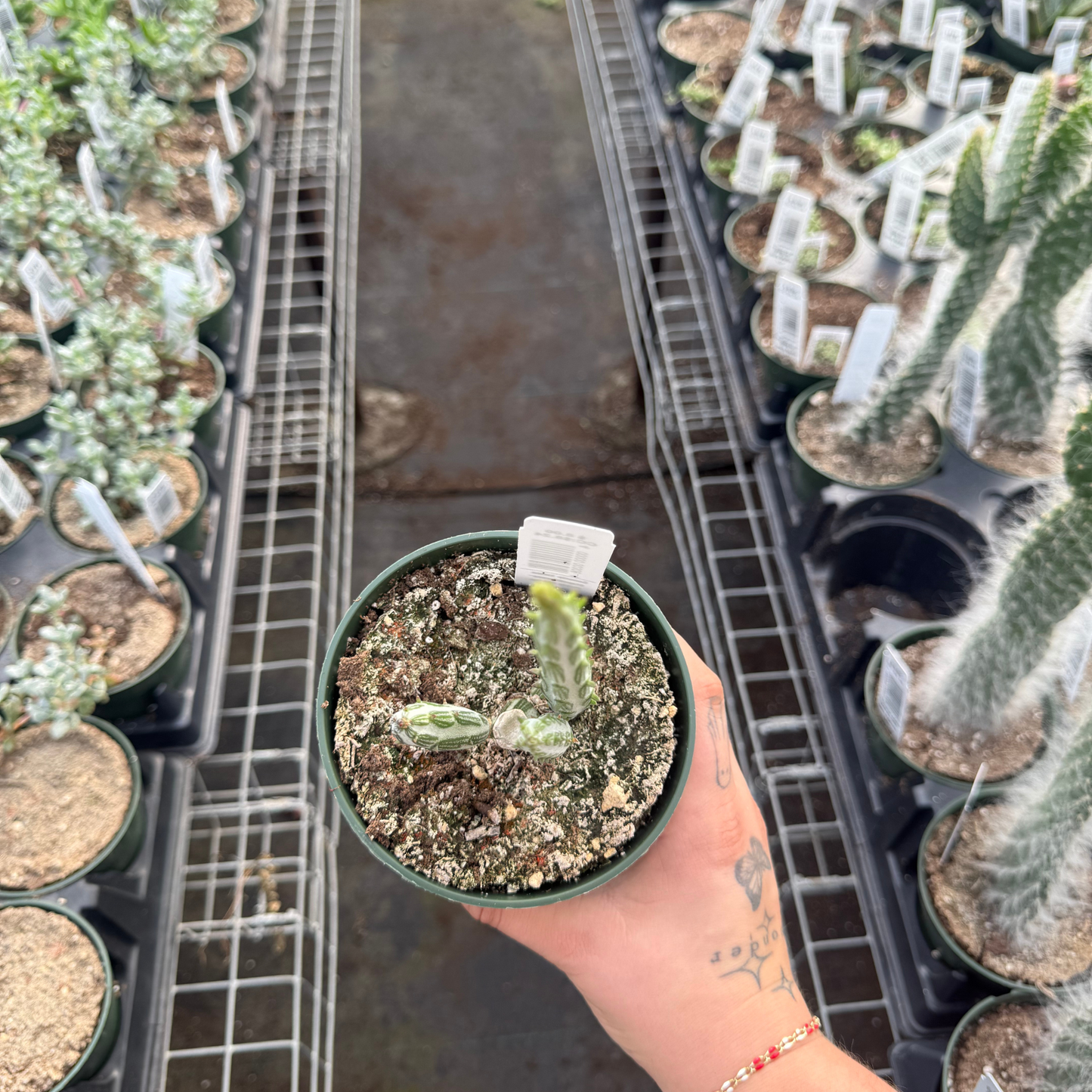 Kleinia Stapeliiformis - Pickle Cactus
