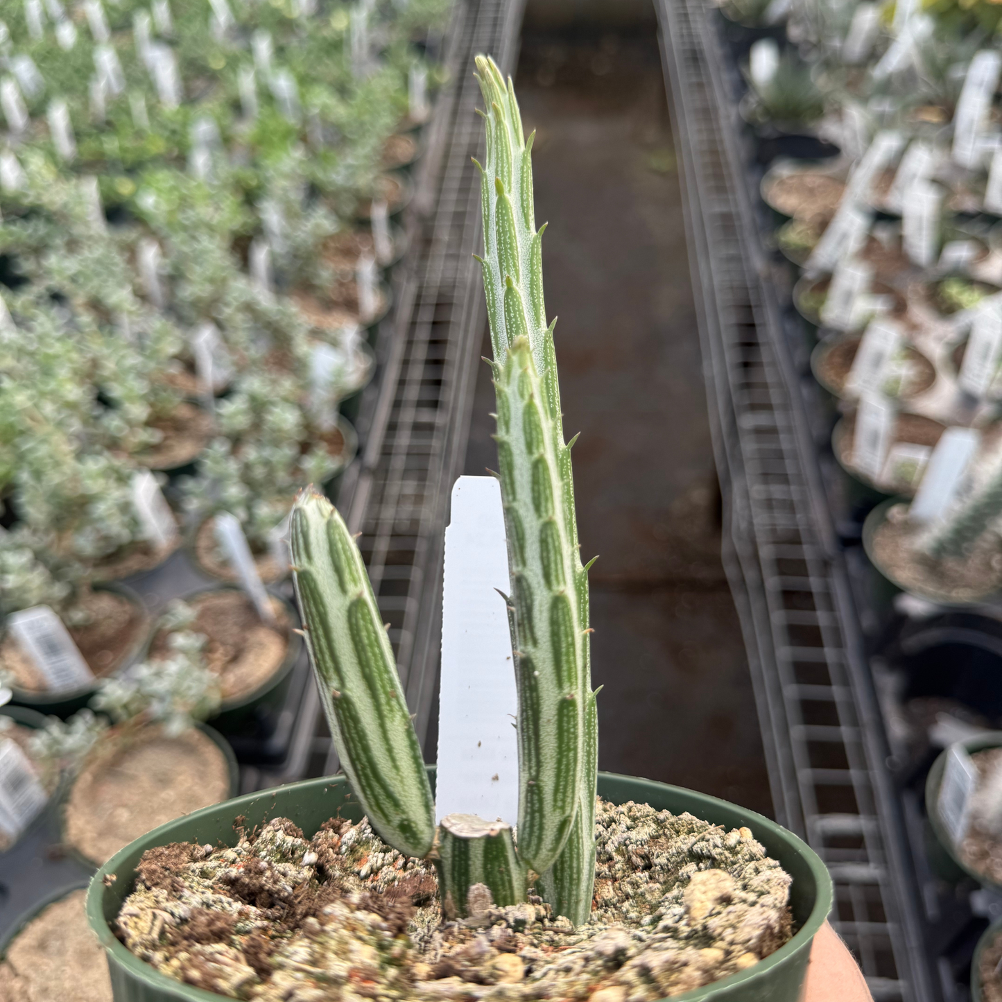 Kleinia Stapeliiformis - Pickle Cactus