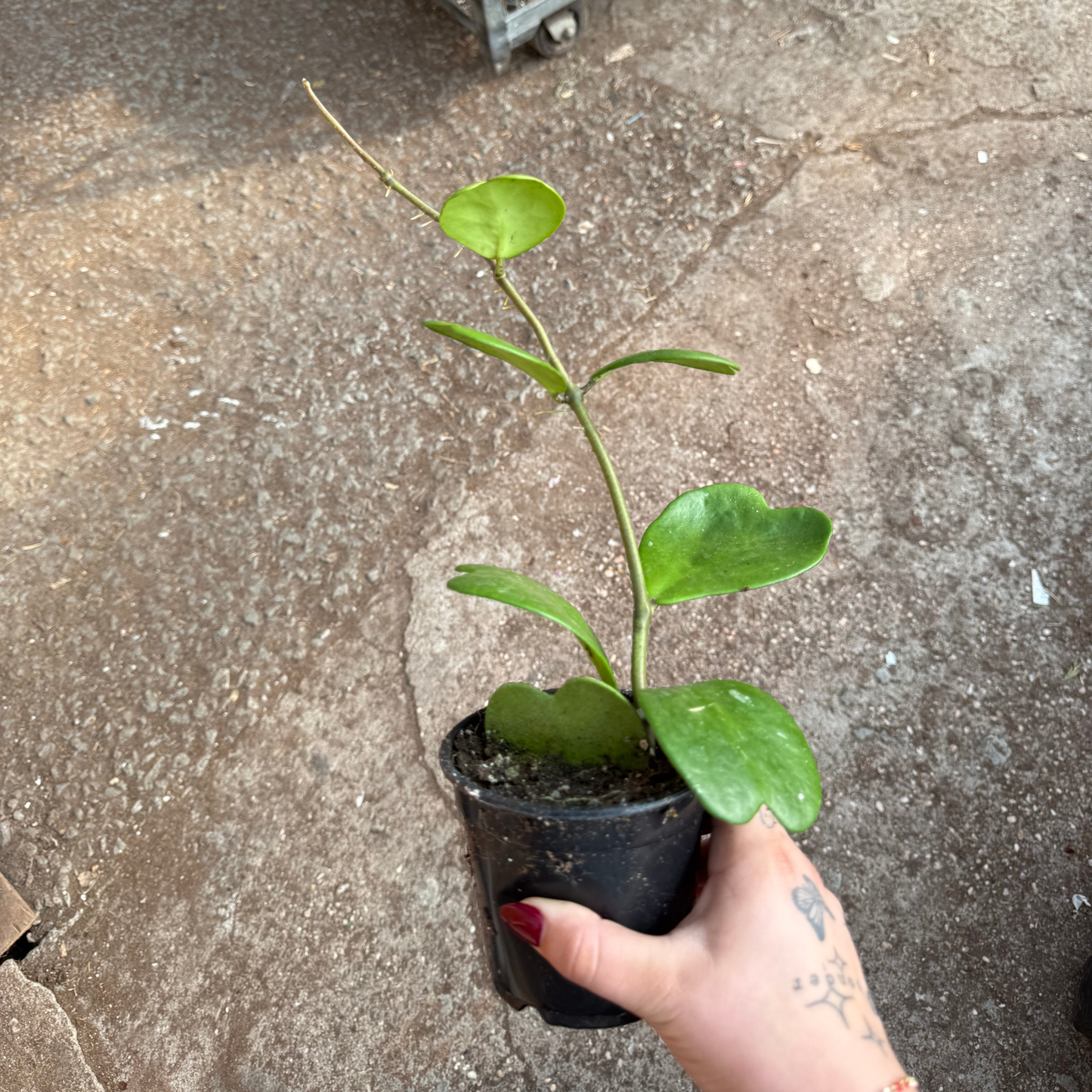 Hoya kerrii