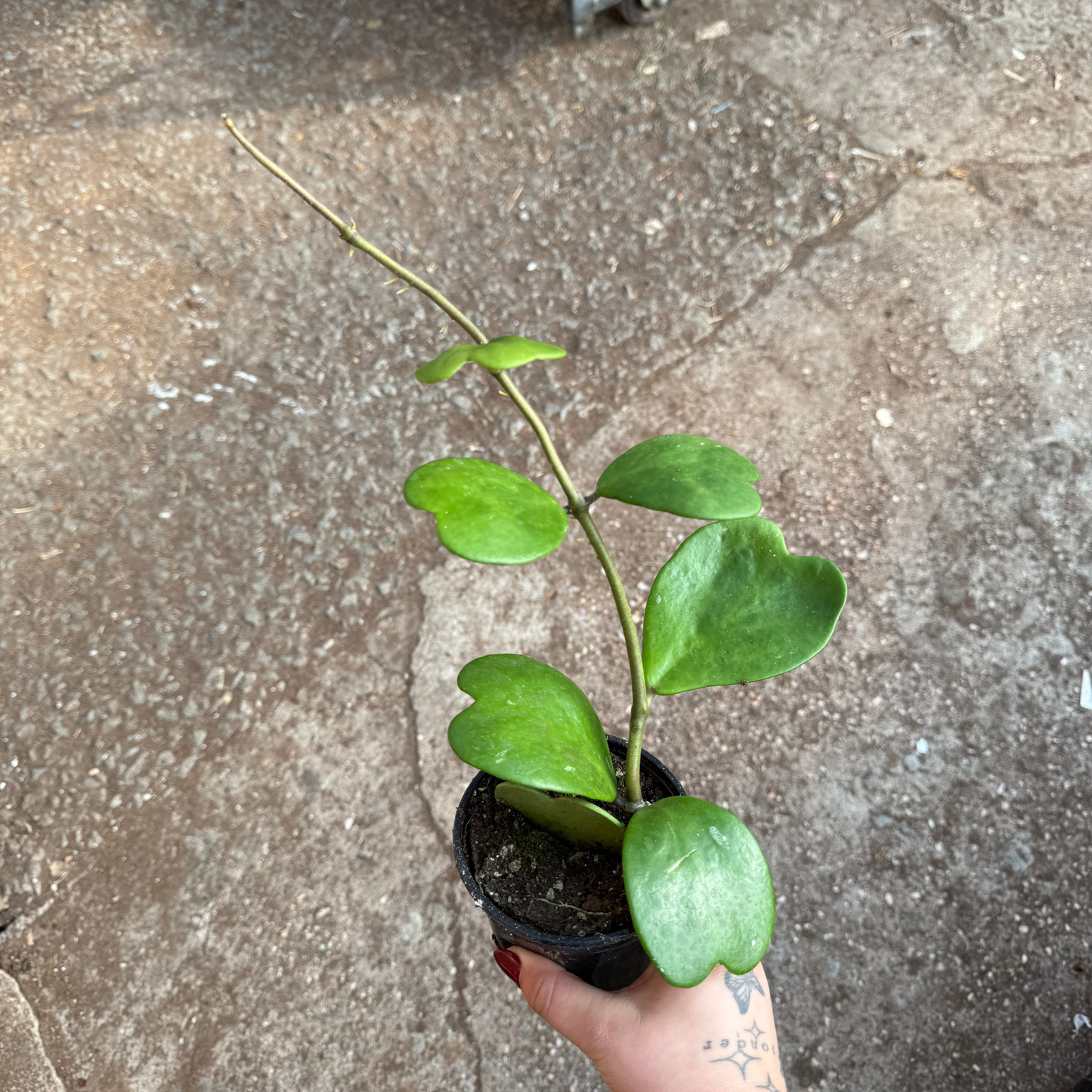 Hoya kerrii