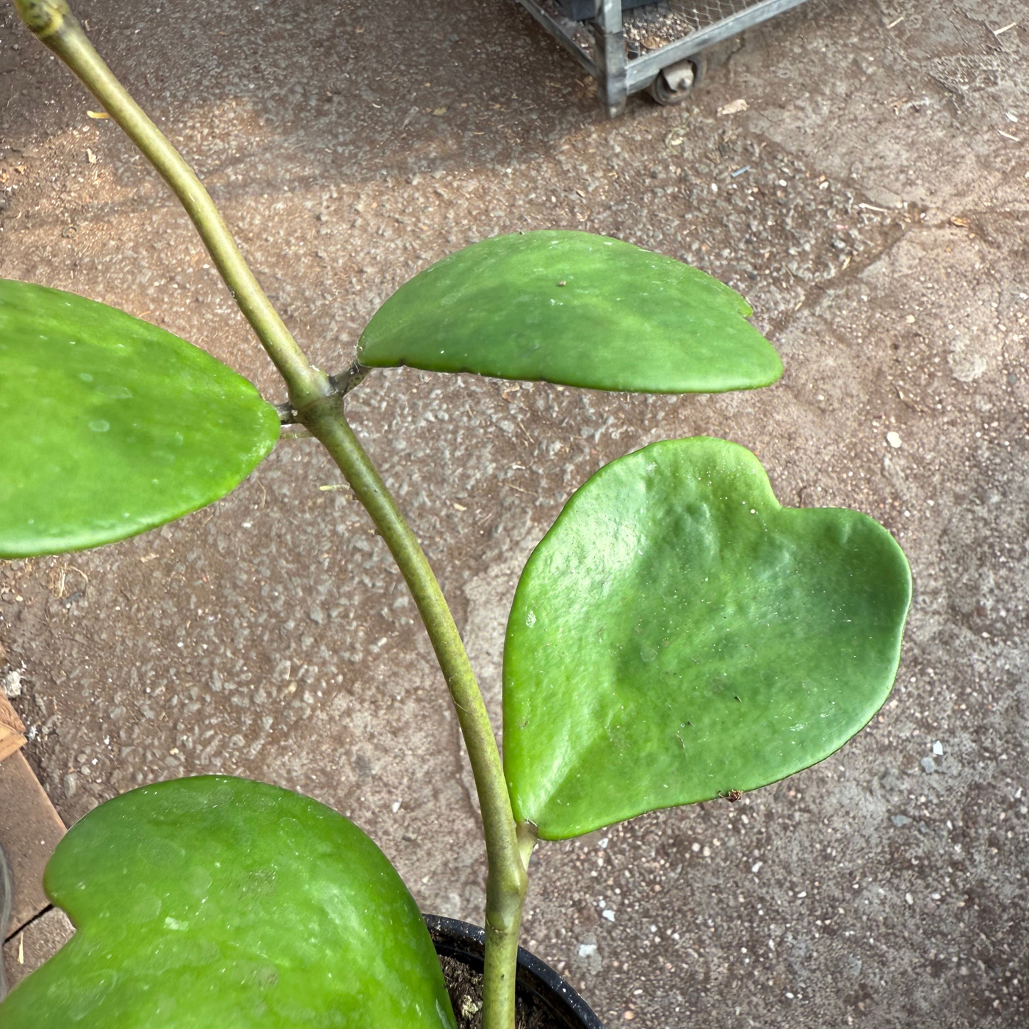 Hoya kerrii