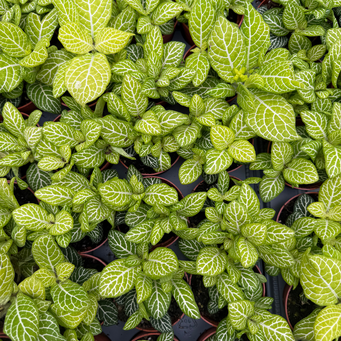 'Jolly Lemon' Fittonia