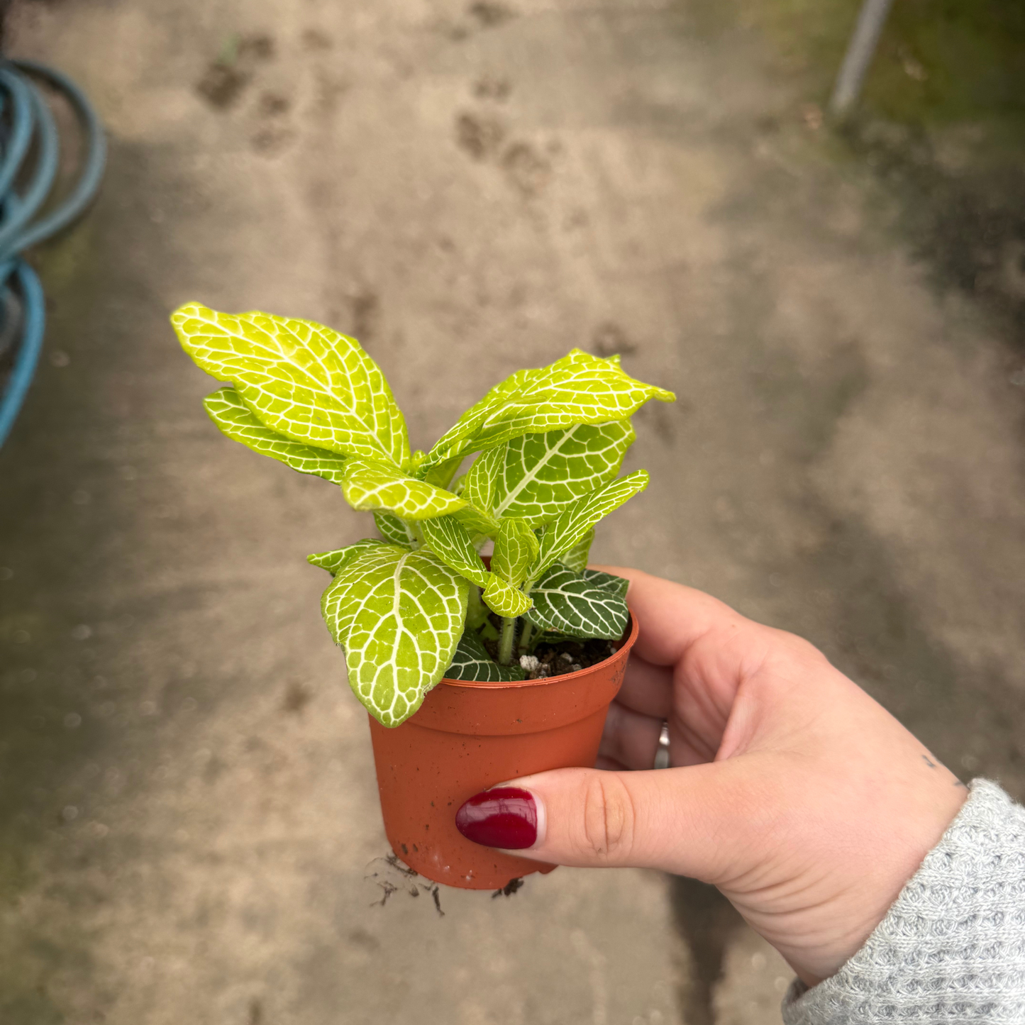 'Jolly Lemon' Fittonia