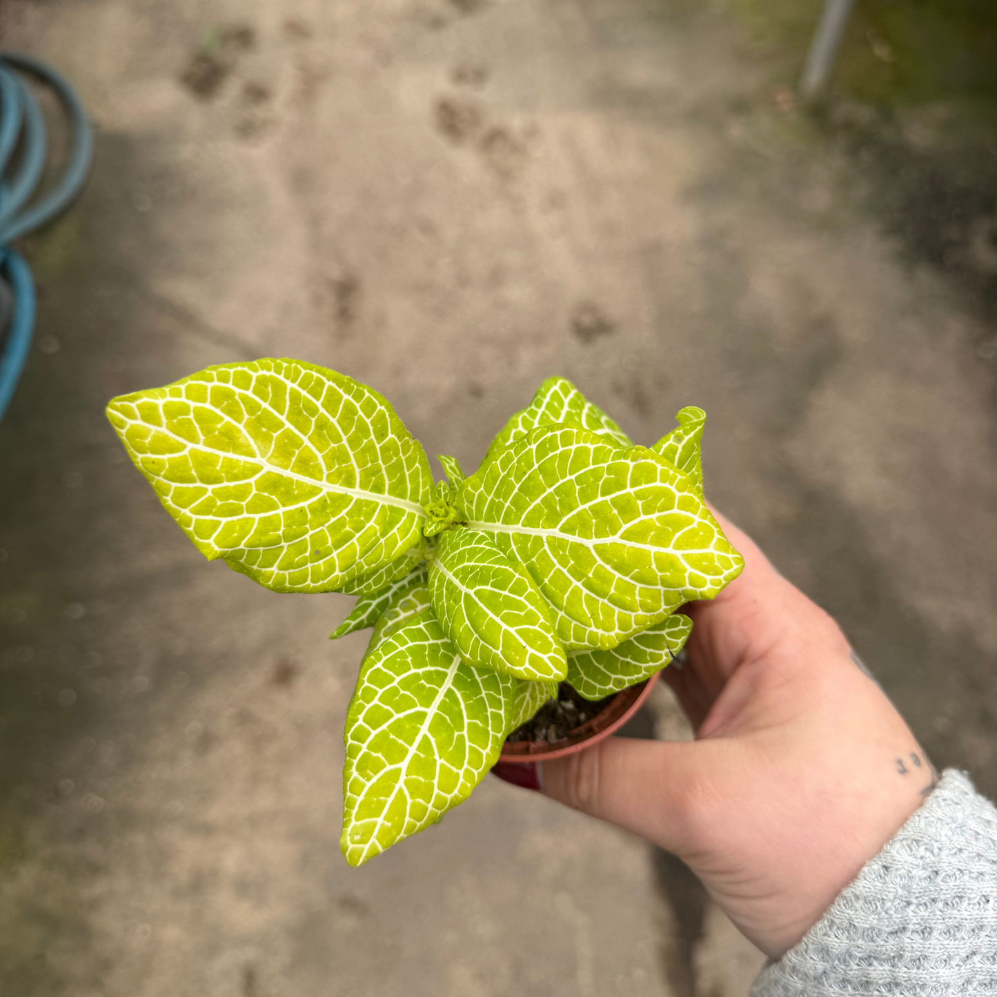 'Jolly Lemon' Fittonia