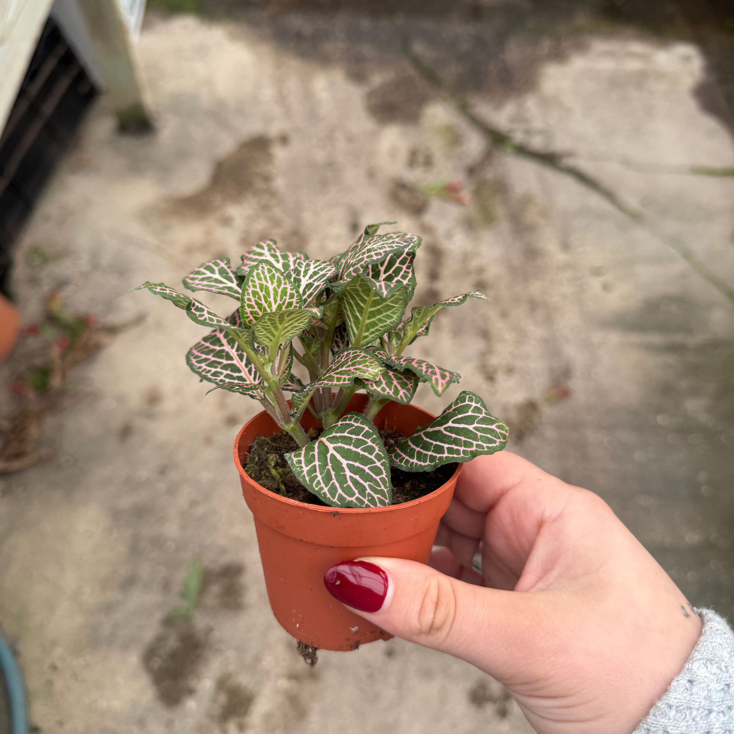 'Mistral' Fittonia