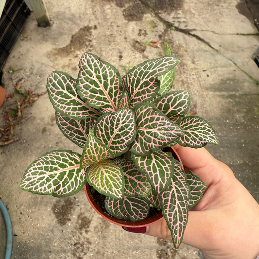 'Mistral' Fittonia