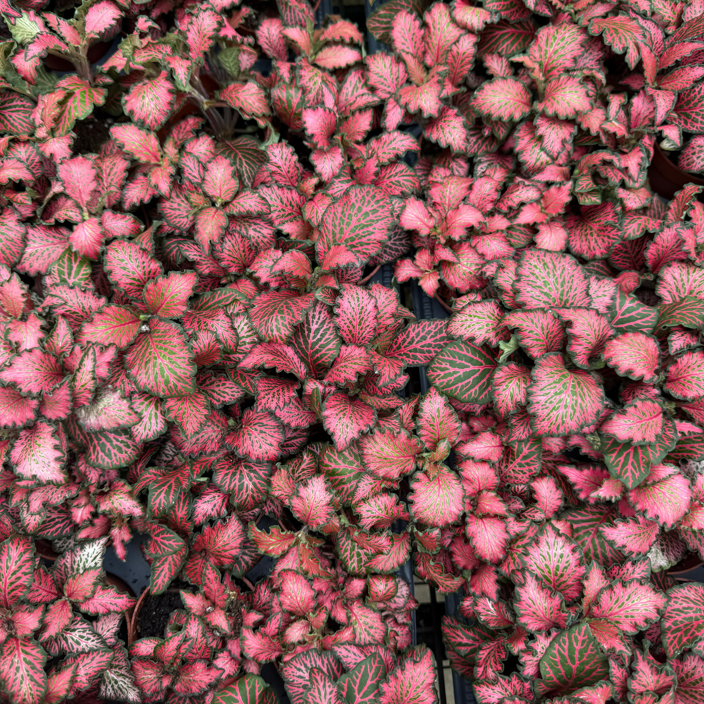 'Red Forest Flame' Fittonia