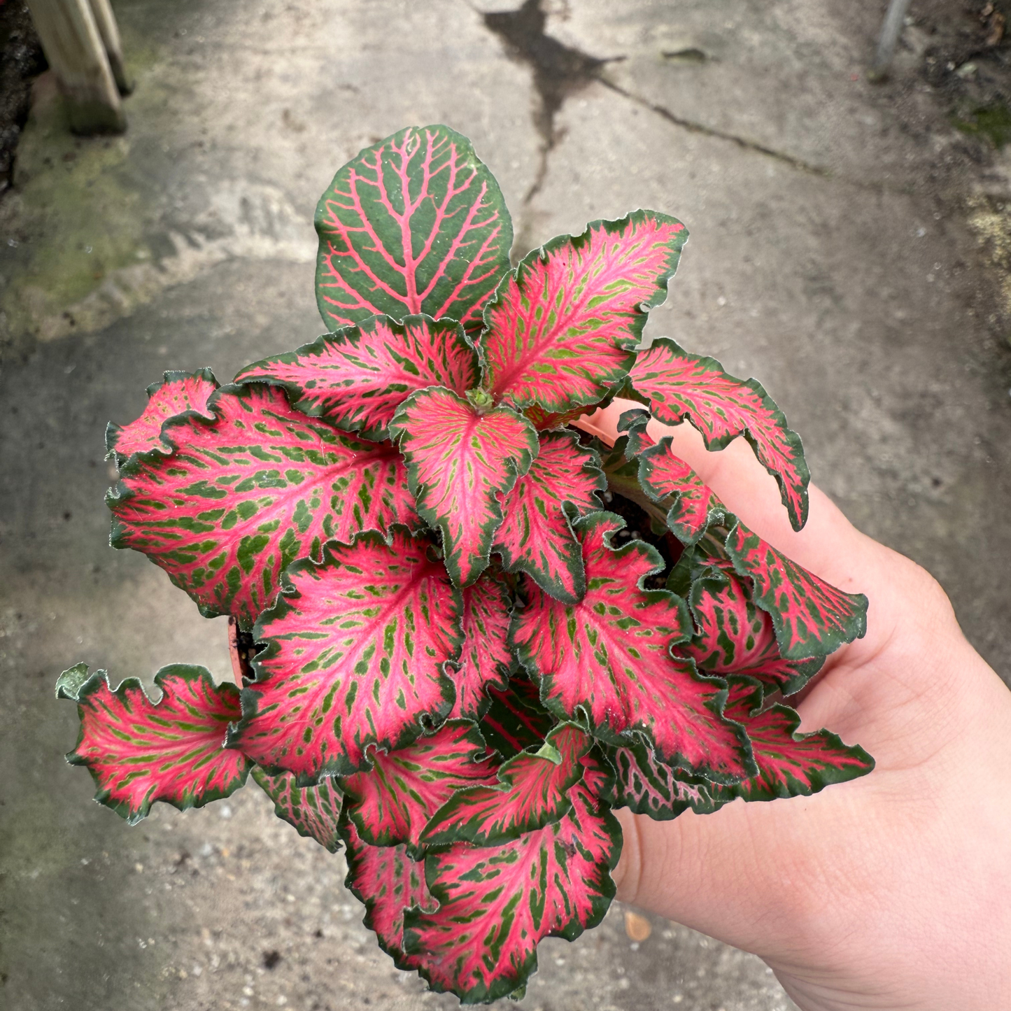 'Red Forest Flame' Fittonia