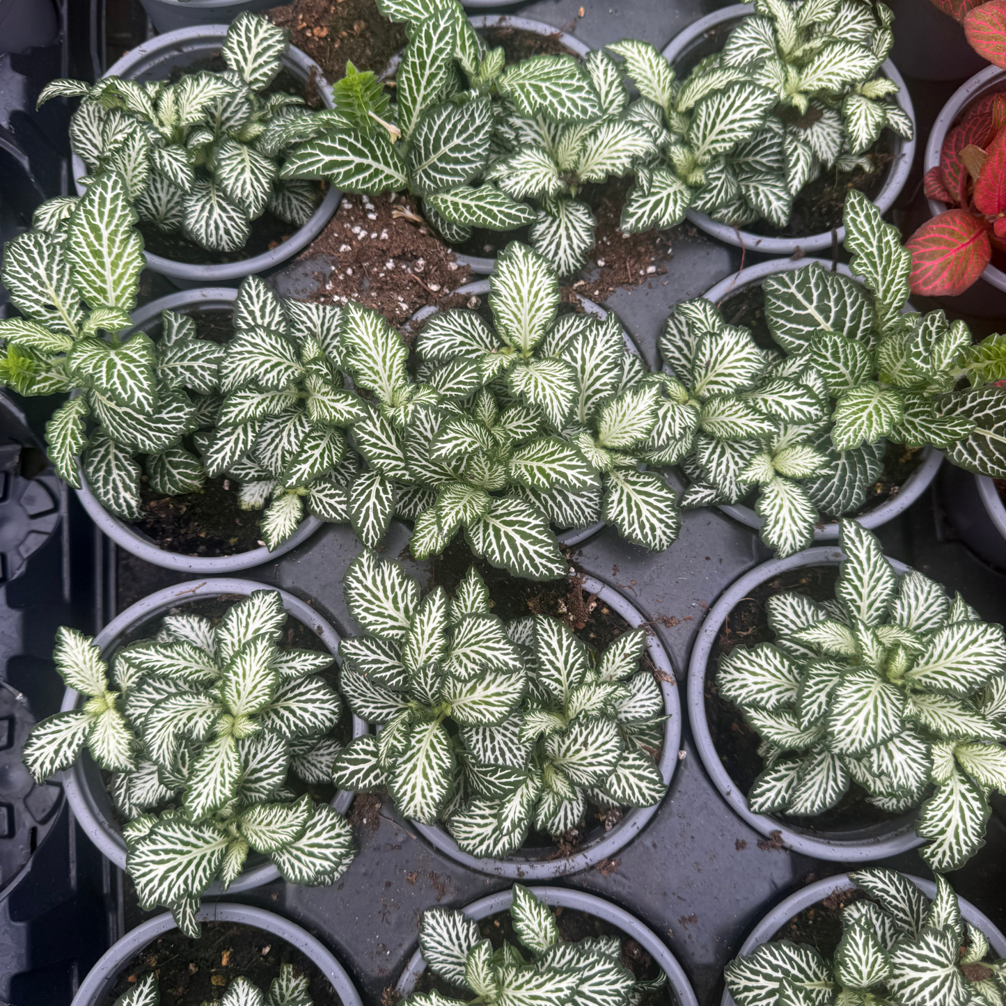 'Mosaic White Tiger' Fittonia