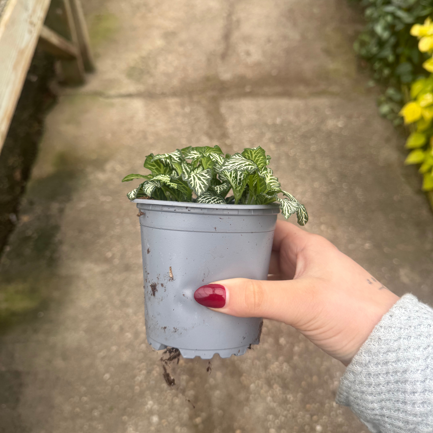 'Mosaic White Tiger' Fittonia