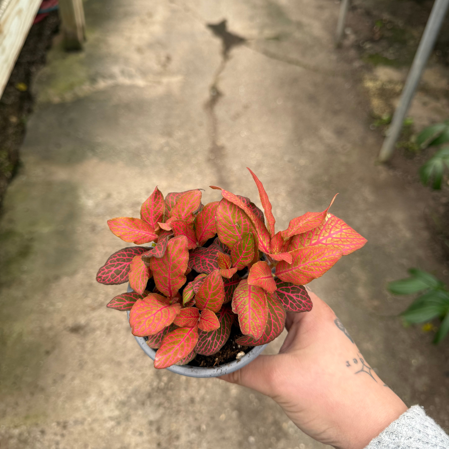 'Red Cloud' Fittonia