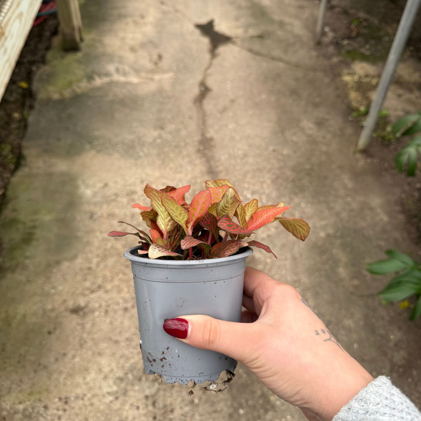 'Red Cloud' Fittonia