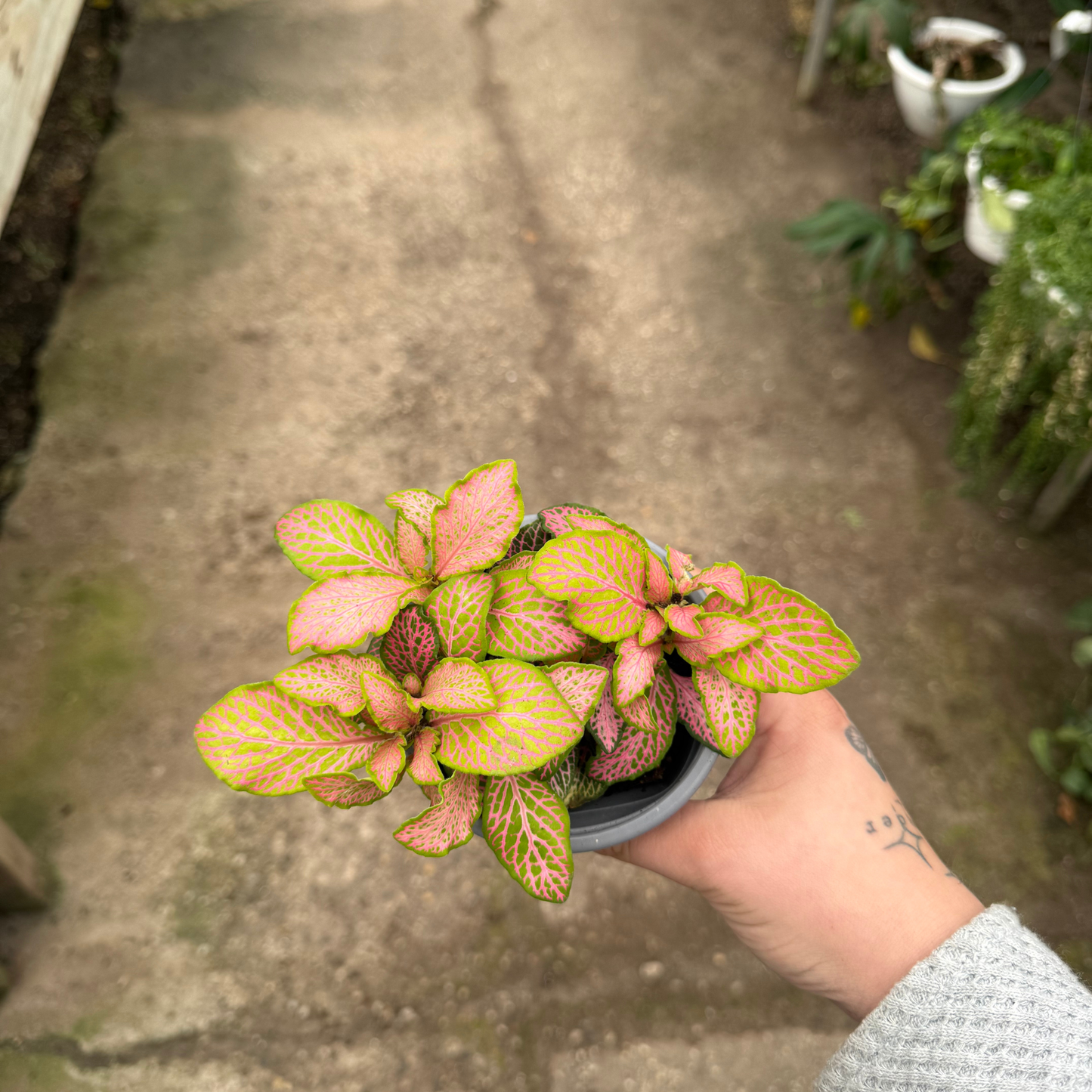 'Zalm Ruby Lime' Fittonia